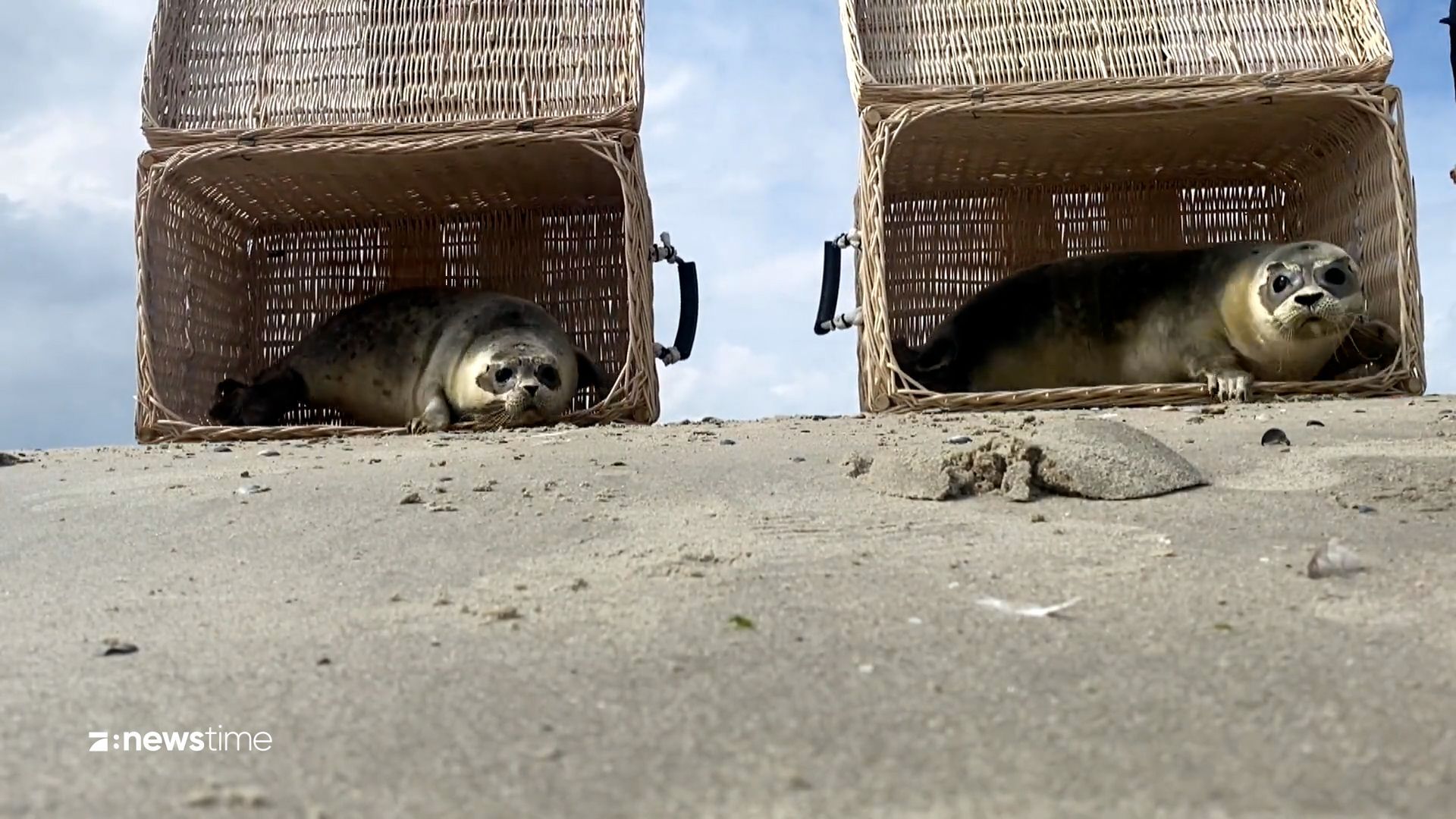 Von der Auffangstation in die Nordsee - junge Seehunde in Freiheit entlassen