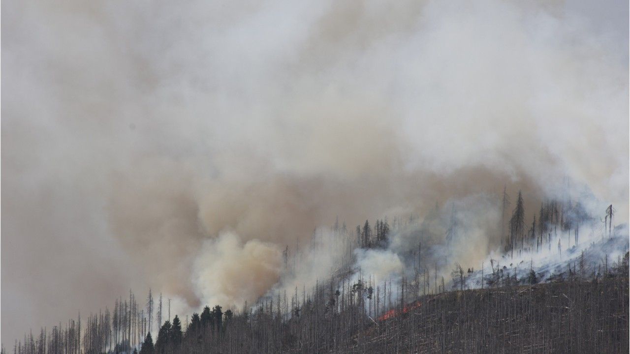 Große Feuerfront: Brände im Harz auf 1000 Metern Länge