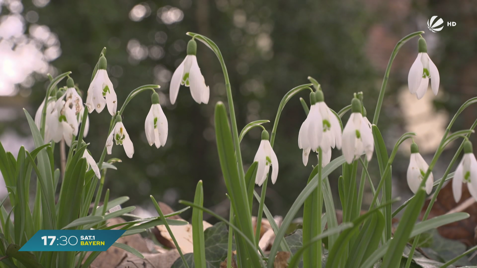 Frühling in Vilsbiburg: Es blüht im Februar