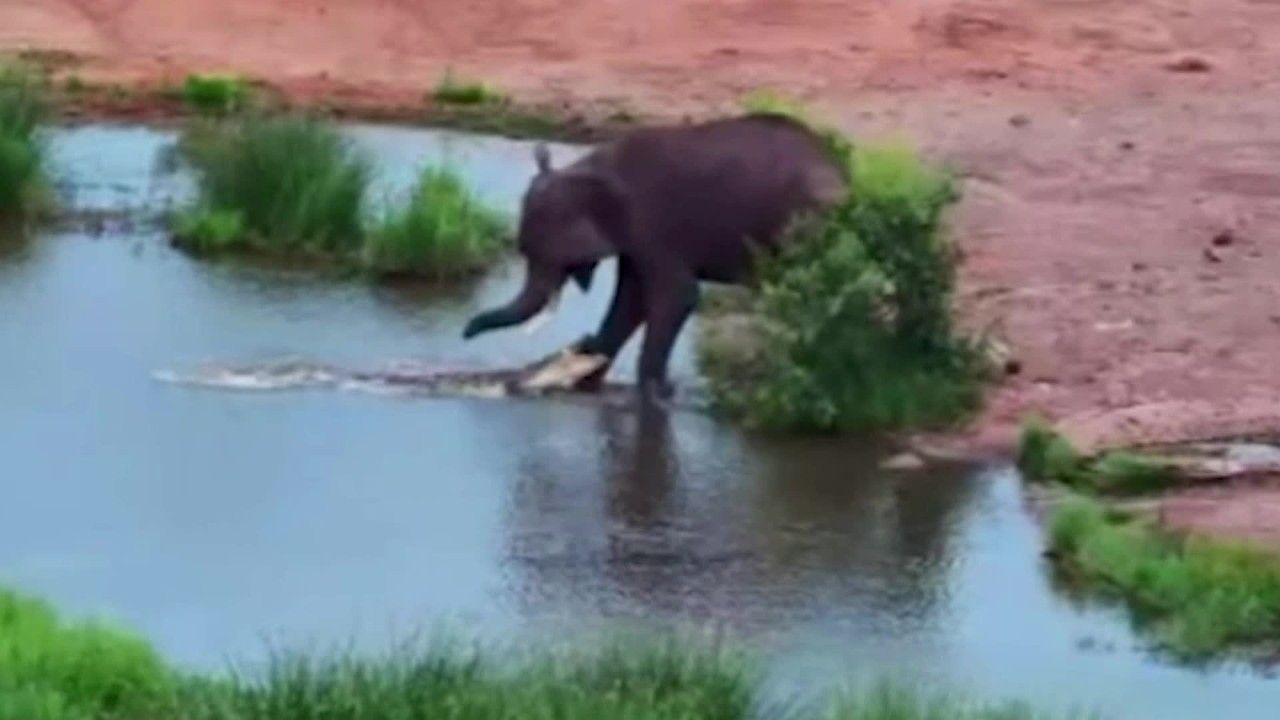 Elephants narrowly escape crocodiles in the water