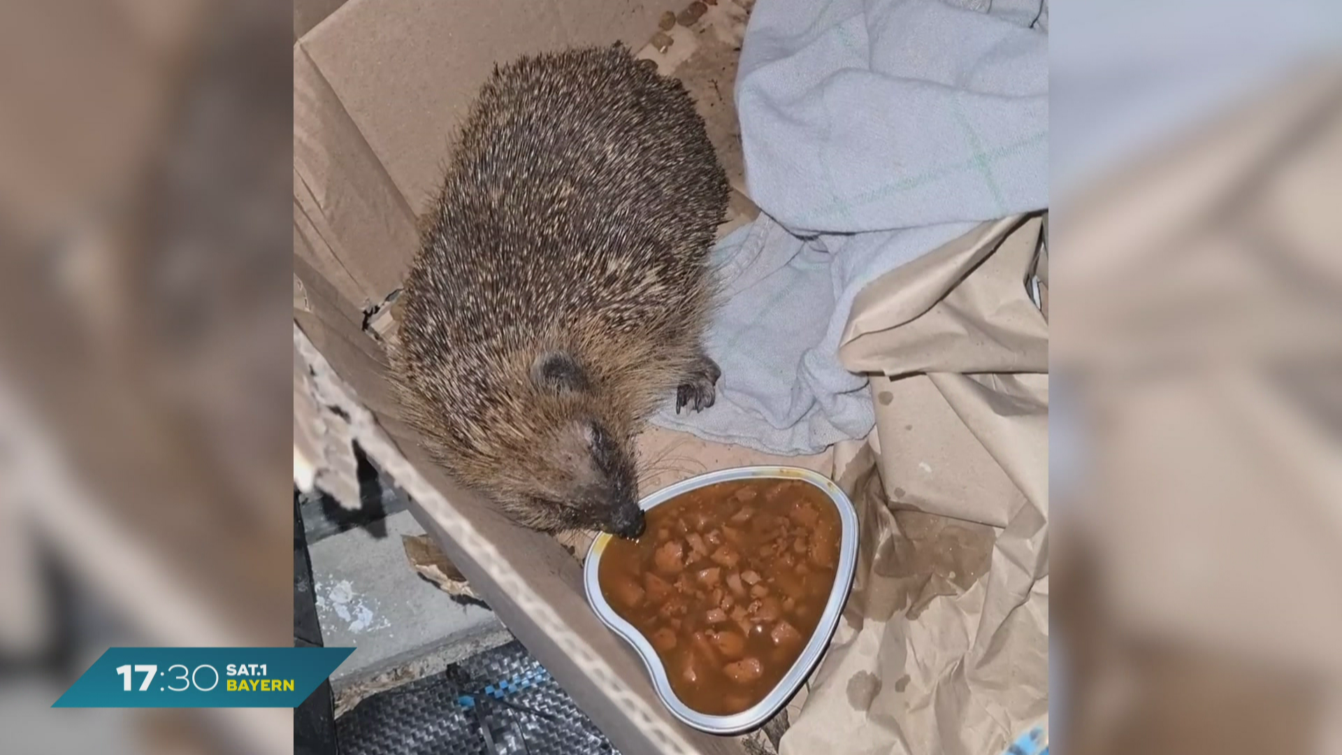 Igel trinkt Eierlikör? Kuriose Geschichte aus Neuburg an der Donau