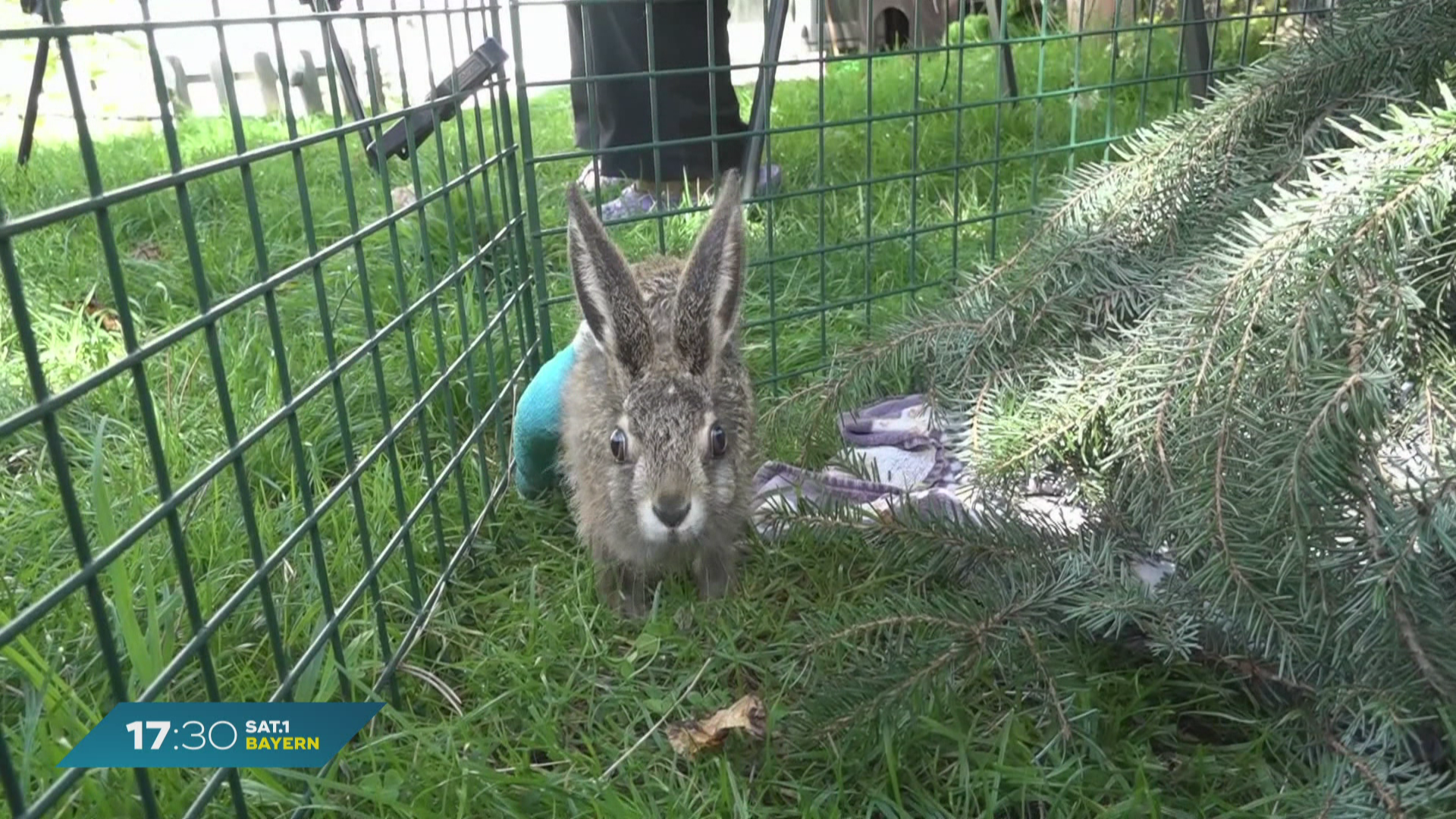 Hilfe für verletzte Feldhasen: Münchnerin kümmert sich um Wildtiere