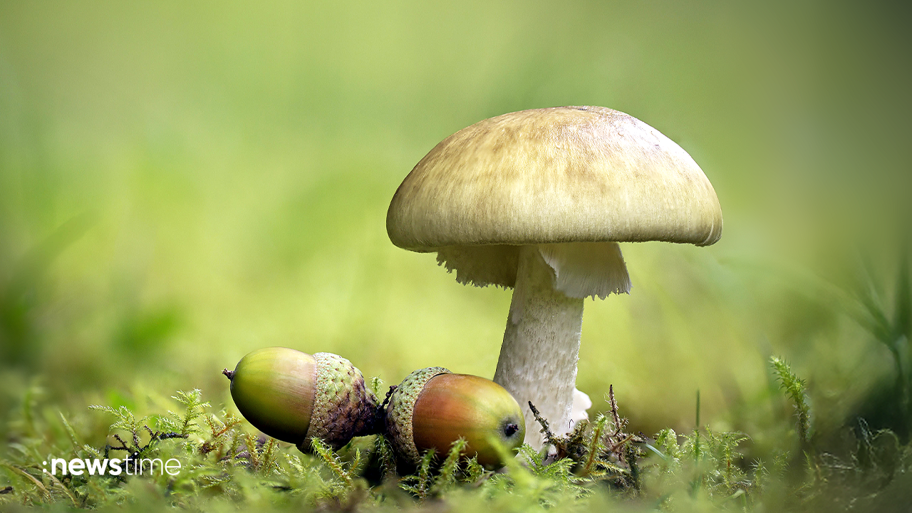 Vorsicht beim Pilze-Sammeln: Verwechslungsgefahr mit giftigen Pilzen droht - Video