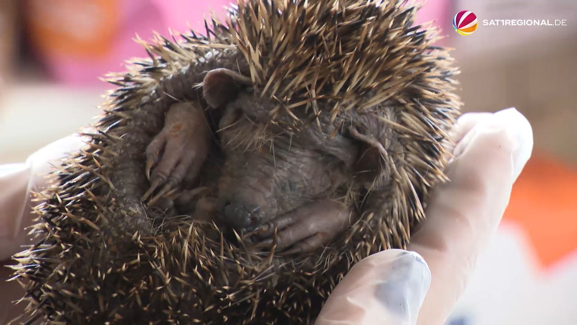 Igel-Station: Frau päppelt abgemagerte und kranke Tiere wieder auf