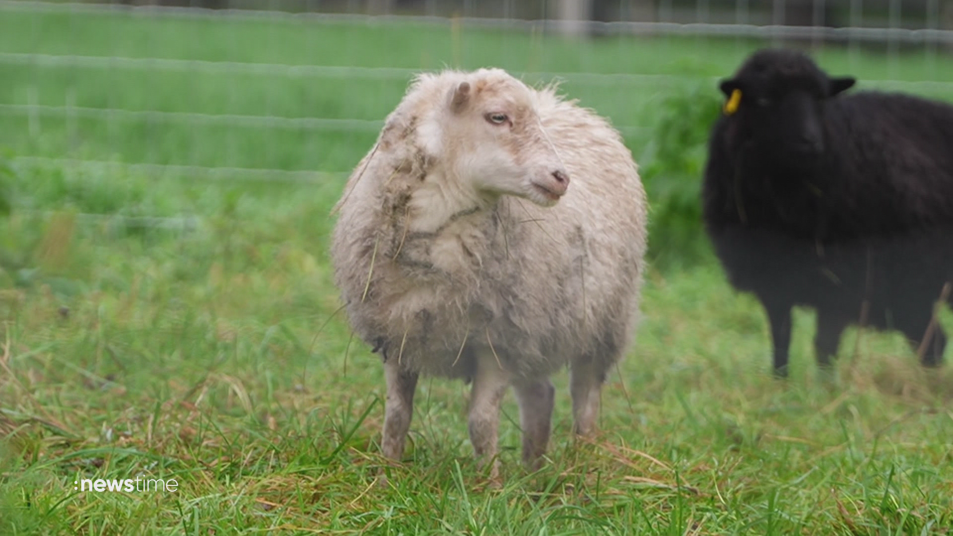 Wölfe reißen mehr Nutztiere denn je: Versicherungen verweigern Schadenersatz - Video