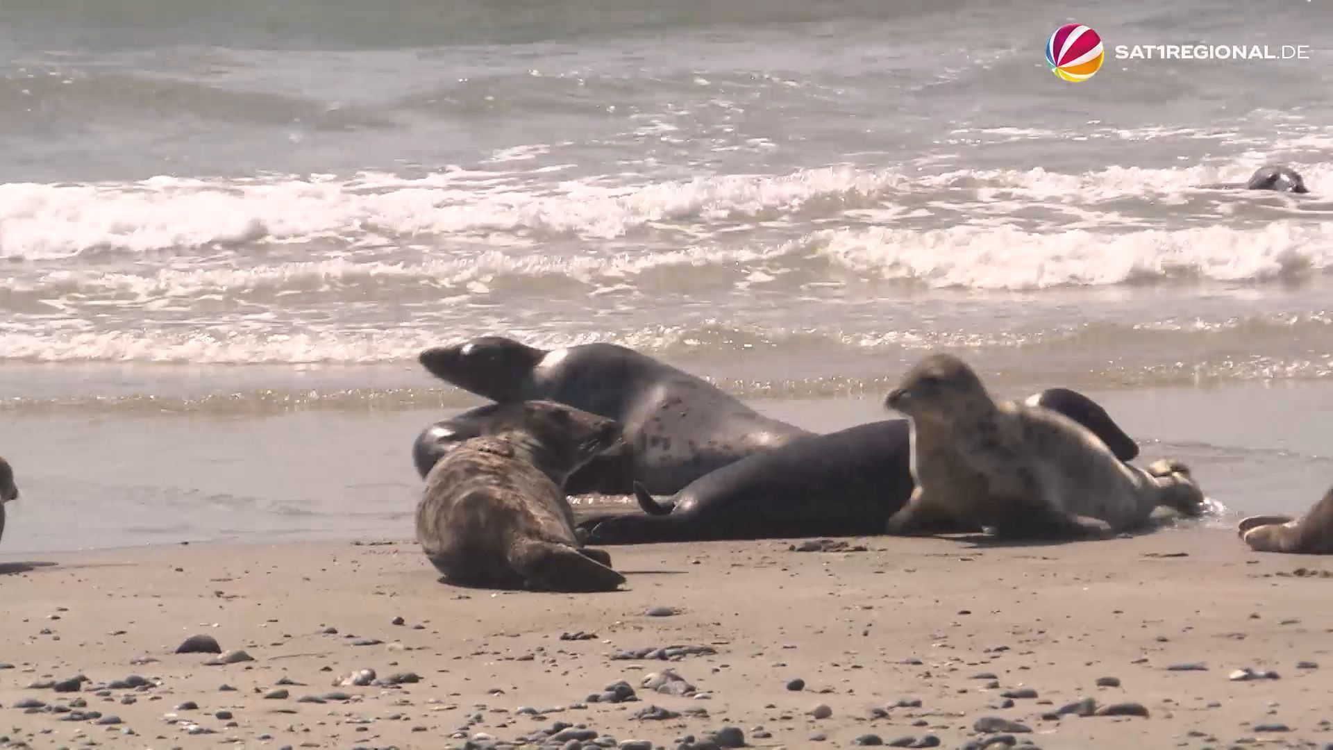 Seehundpopulation in Schleswig-Holstein geht zurück - Video