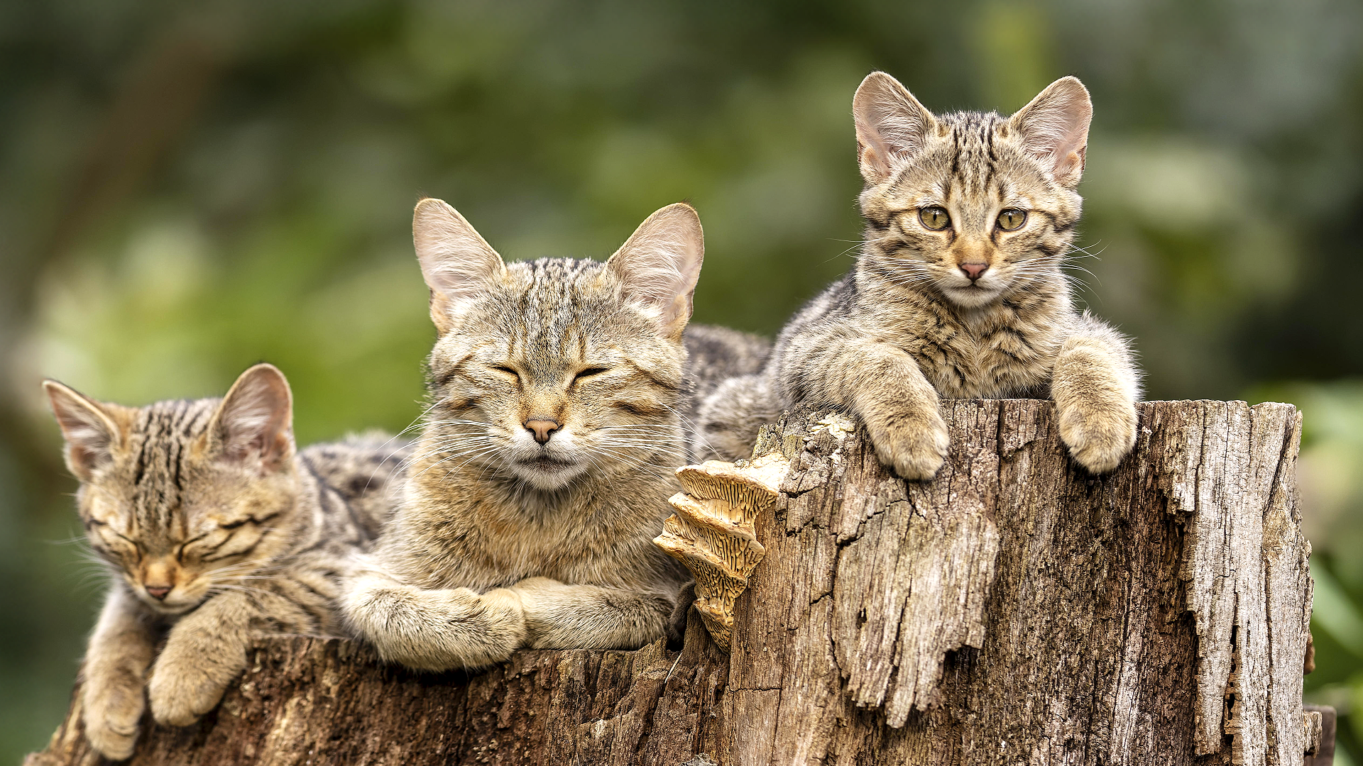 Deutschlands Wildkatzen sind zurück
