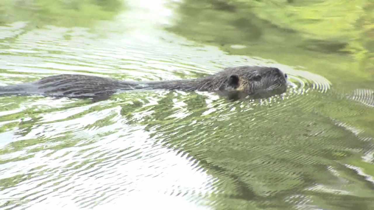 Video: Nutria-Plage: Massive Schäden und Ärger in Gütersloh
