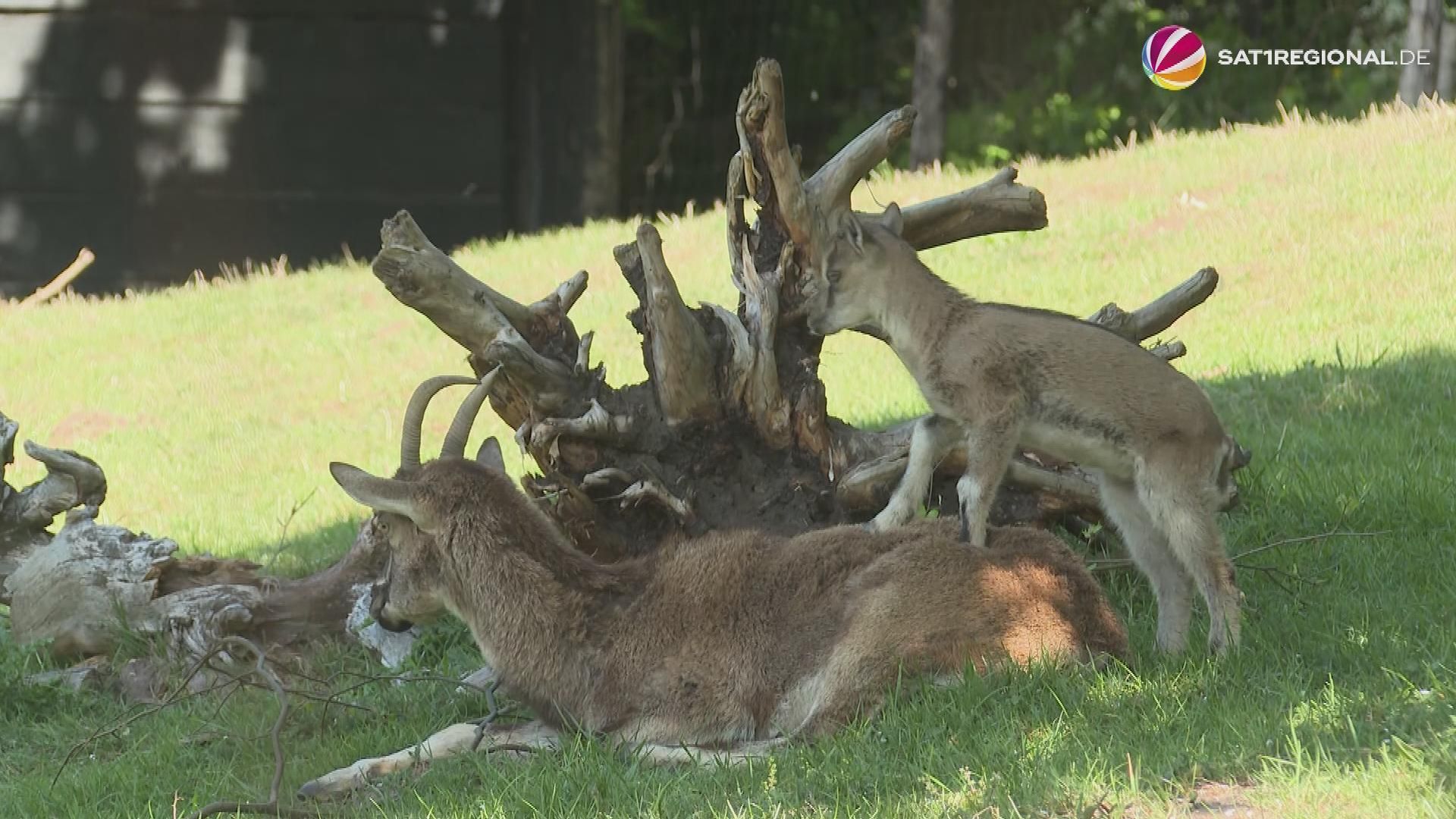 Tierpark Arche Warder freut sich über Nachwuchs