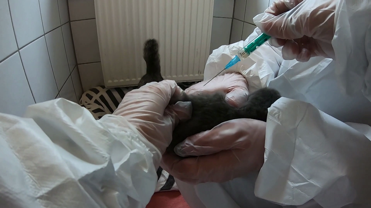 Video: Kampf ums Überleben: Katzenseuche bedroht Tierheim Köln Zollstock