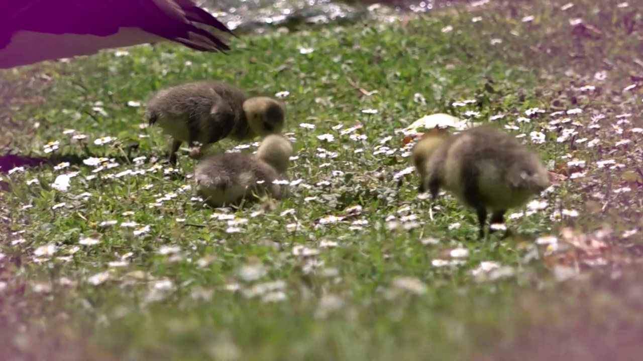 Video: 70 Gänseküken in Bonner Rheinaue: Naturschönheit mit Schattenseiten