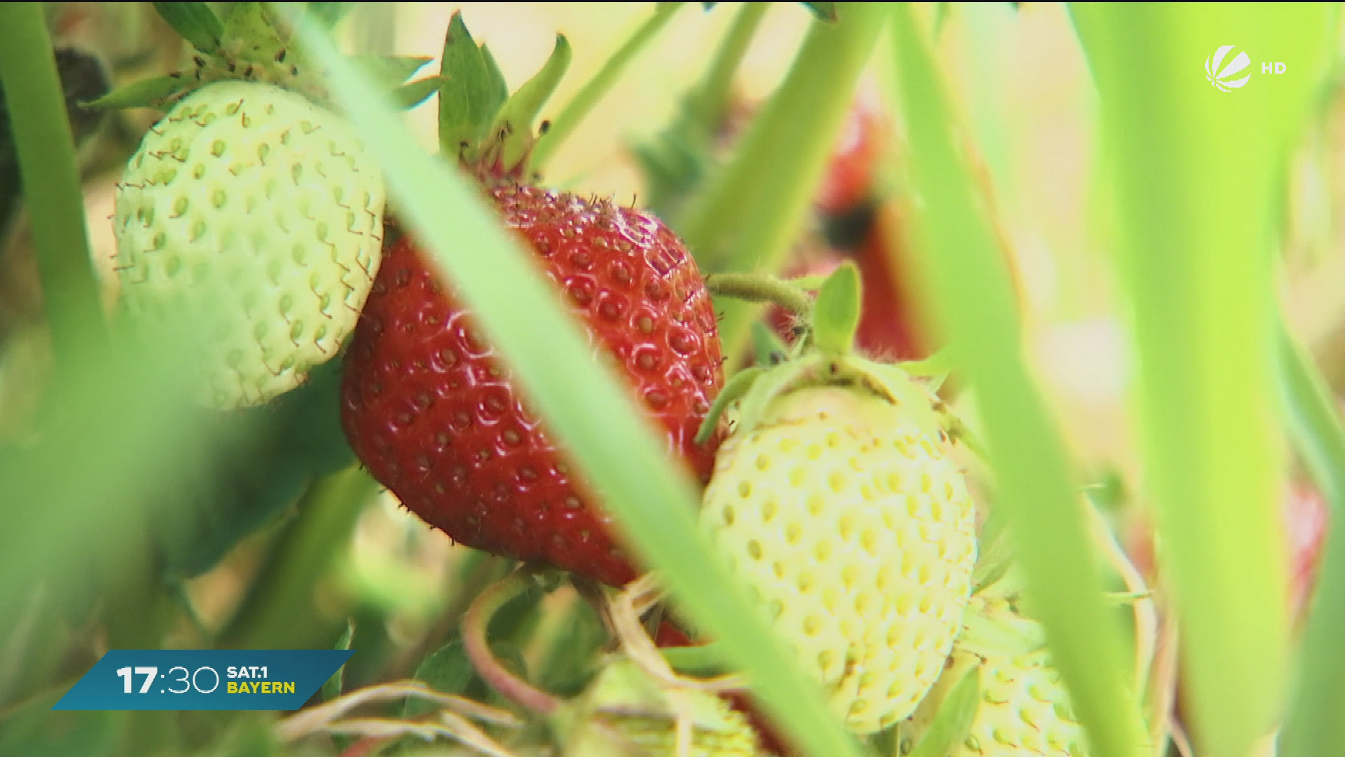 Video: Günstige Erdbeeren in Bayern: Preise aktuell auf Saison-Tiefpunkt