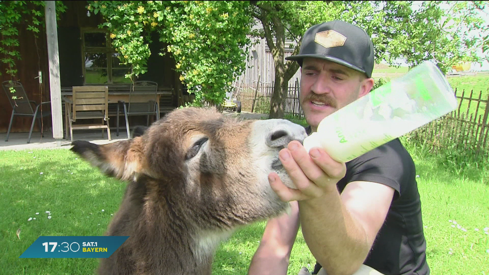 Video: Tierische Freundschaft wird Klick-Hit: Landwirt zieht Esel-Baby groß