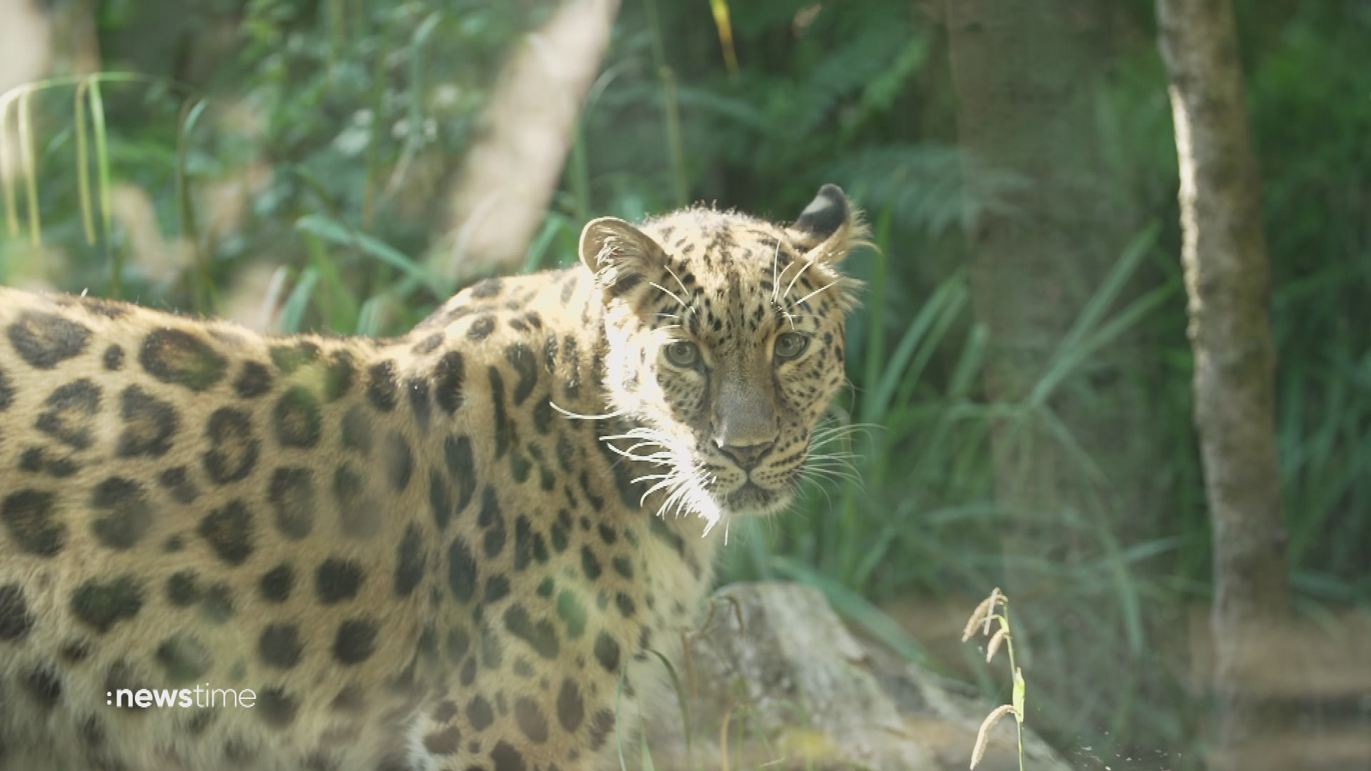 Video: Sind Zoos geeignete Orte für Tierschutz?