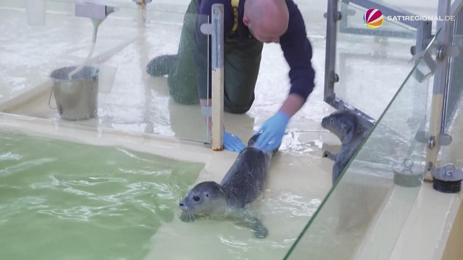 First Seal Pups of the Season at Seal Sanctuary in Norddeich