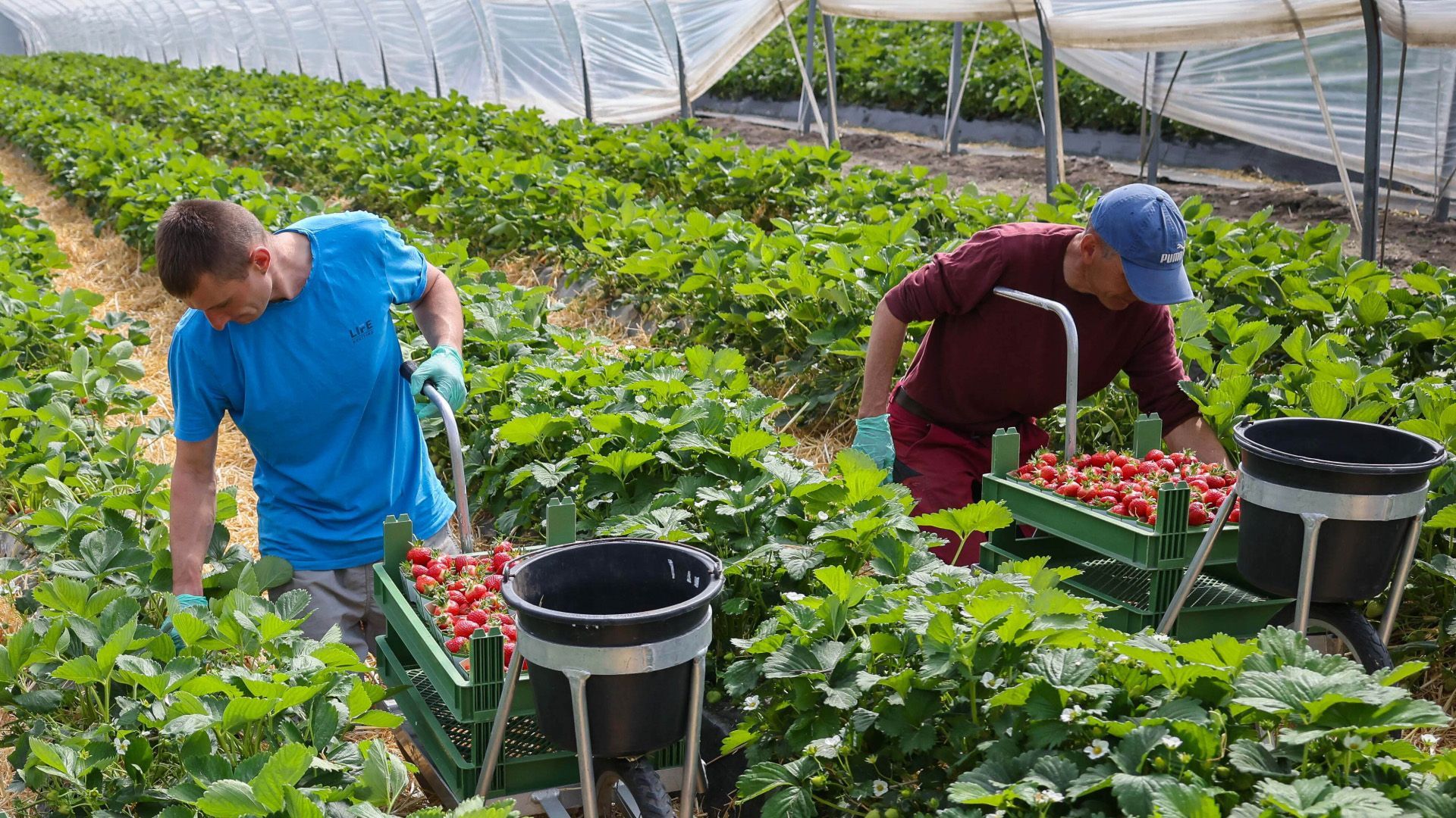 Video: Debatte um Mindestlohn für Erntehelfer