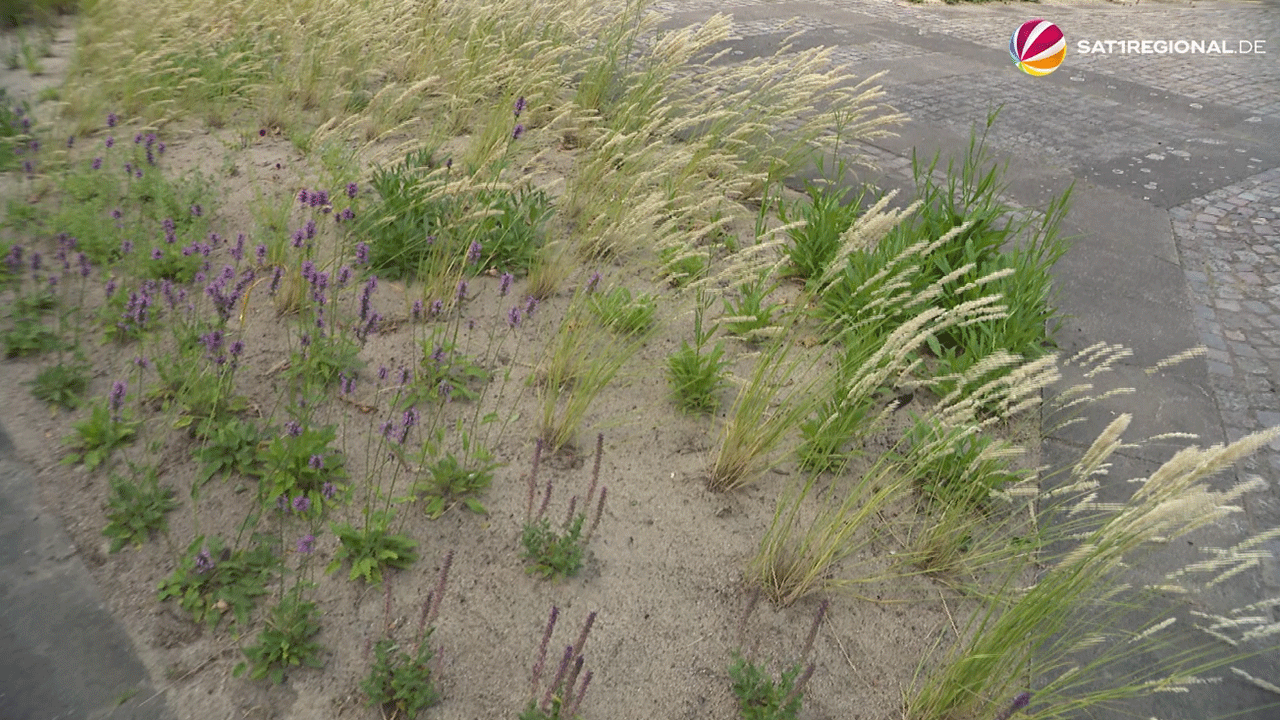 Video: Mehr Biodiversität: „Garten der Wildpflanzen“ in Hamburg eröffnet