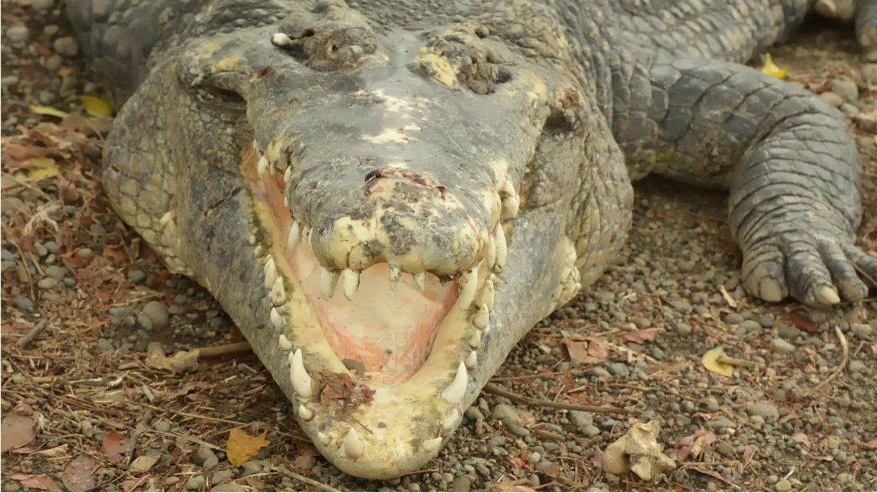 Sumatra: Krokodil tötet Mann beim Baden