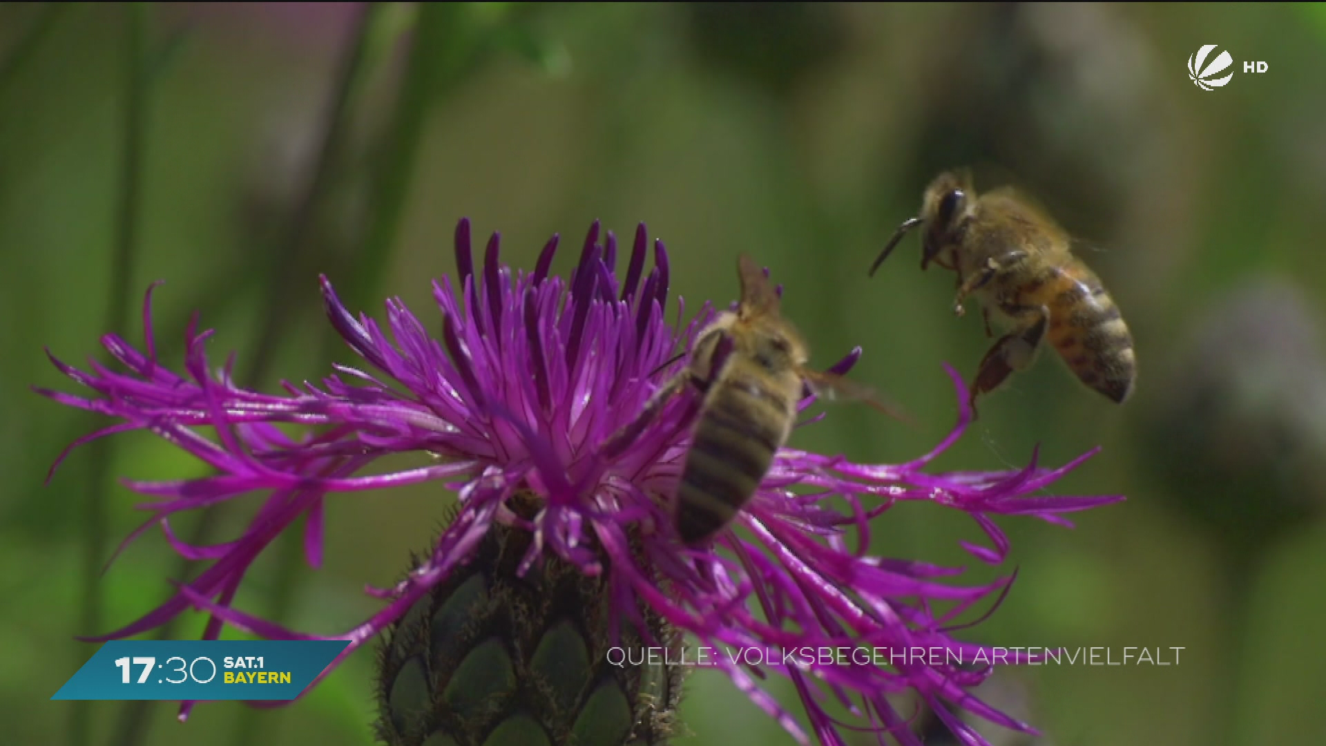 Video: Landwirtschaft in Bayern: Ökologischer Landbau stagniert