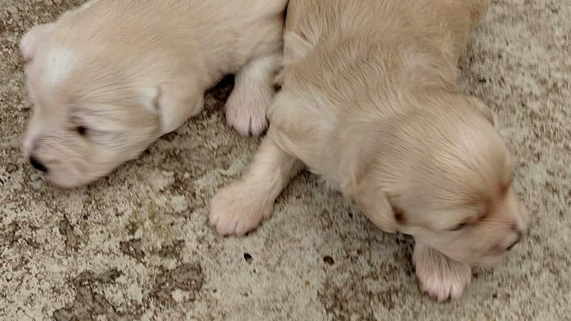 Video: Hehlerware – großer Fang bei Kontrolle in Aachen