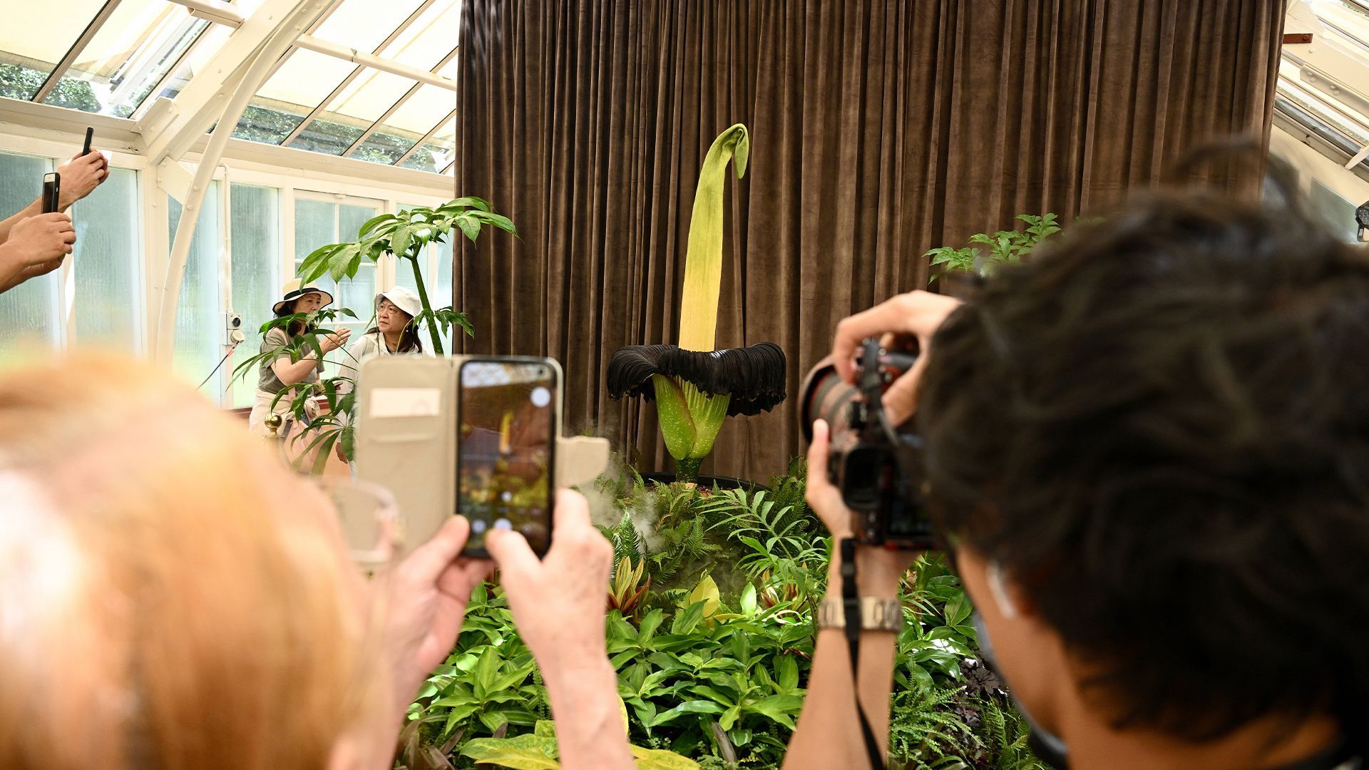 Video: Nur 48 Stunden: Blume lockt Touristen an