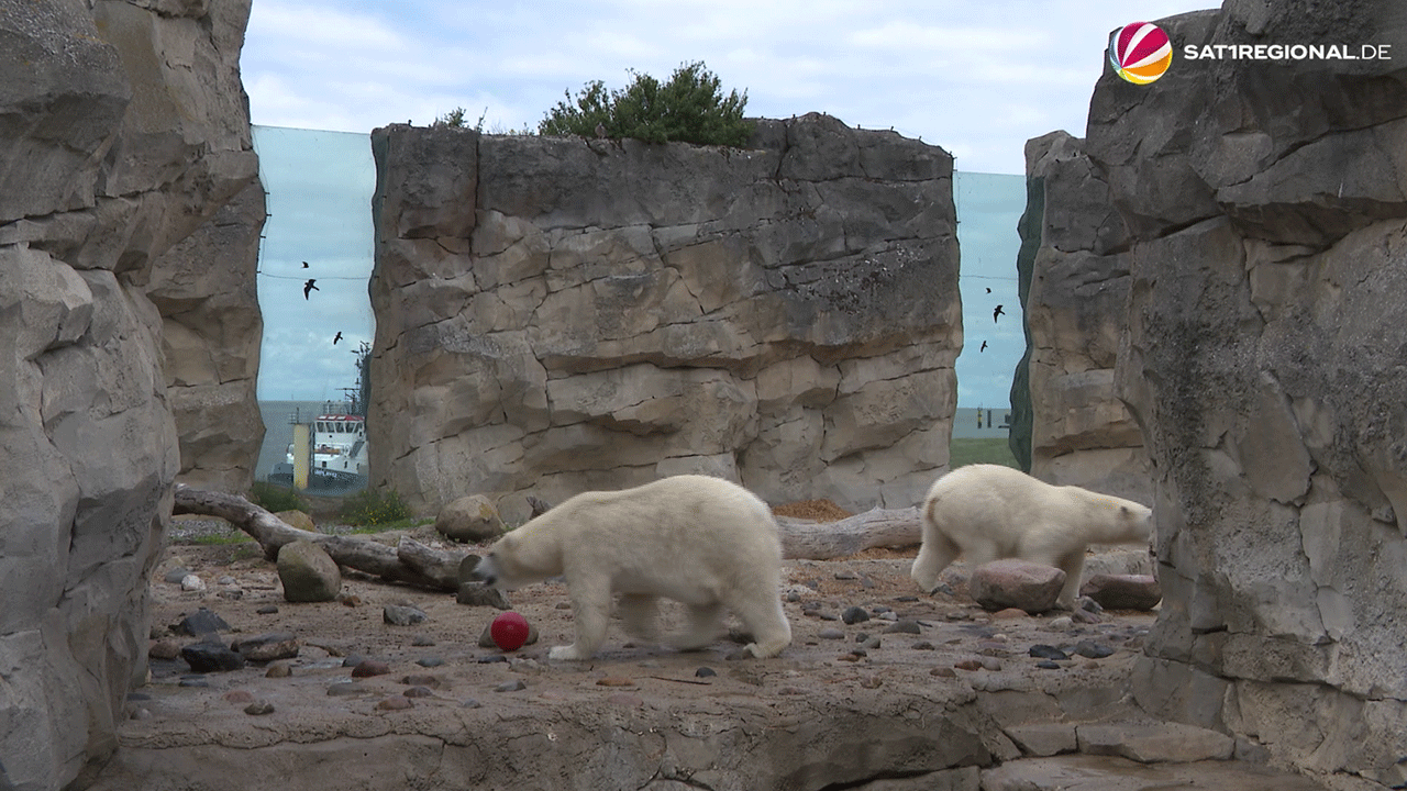 Video: Eisbär-Zwillinge Anna und Elsa ziehen von Bremerhaven nach Tschechien