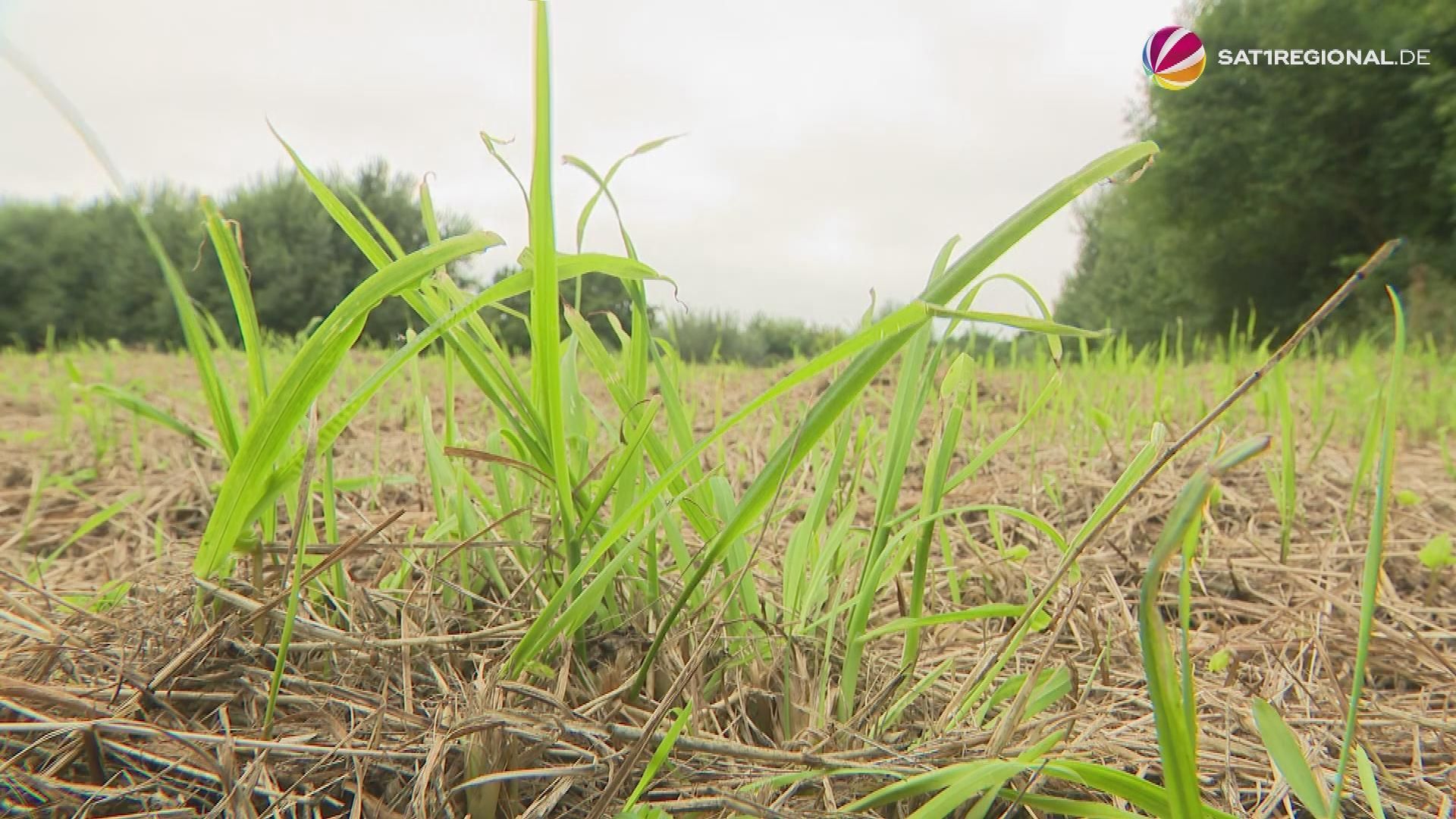 Video: Naturschutzbereich zerstört: Ärger in Eckernförder Gewerbegebiet