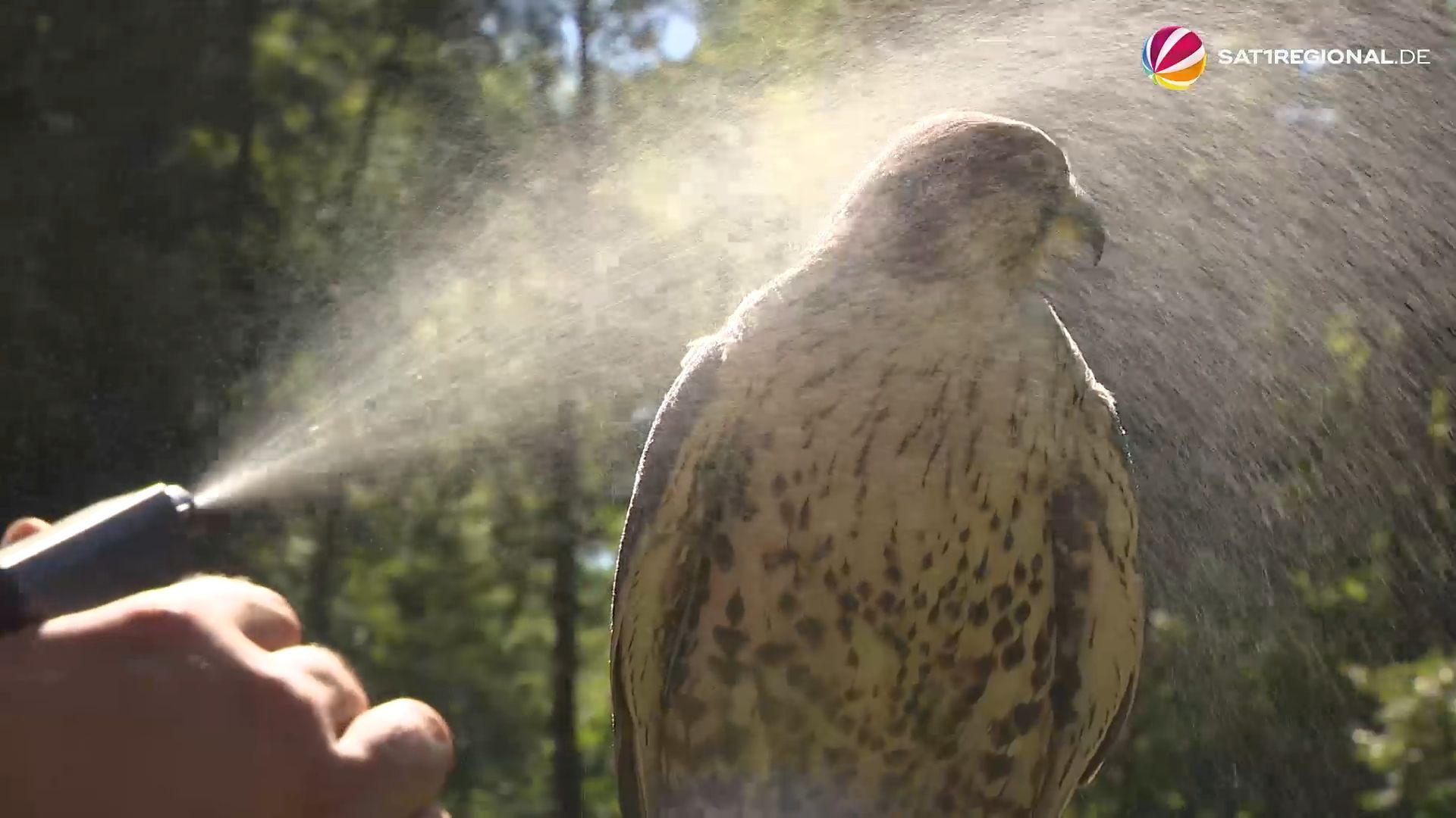 Video: Wildpark Müden: Kreative Abkühlung für die Tiere an heißen Tagen