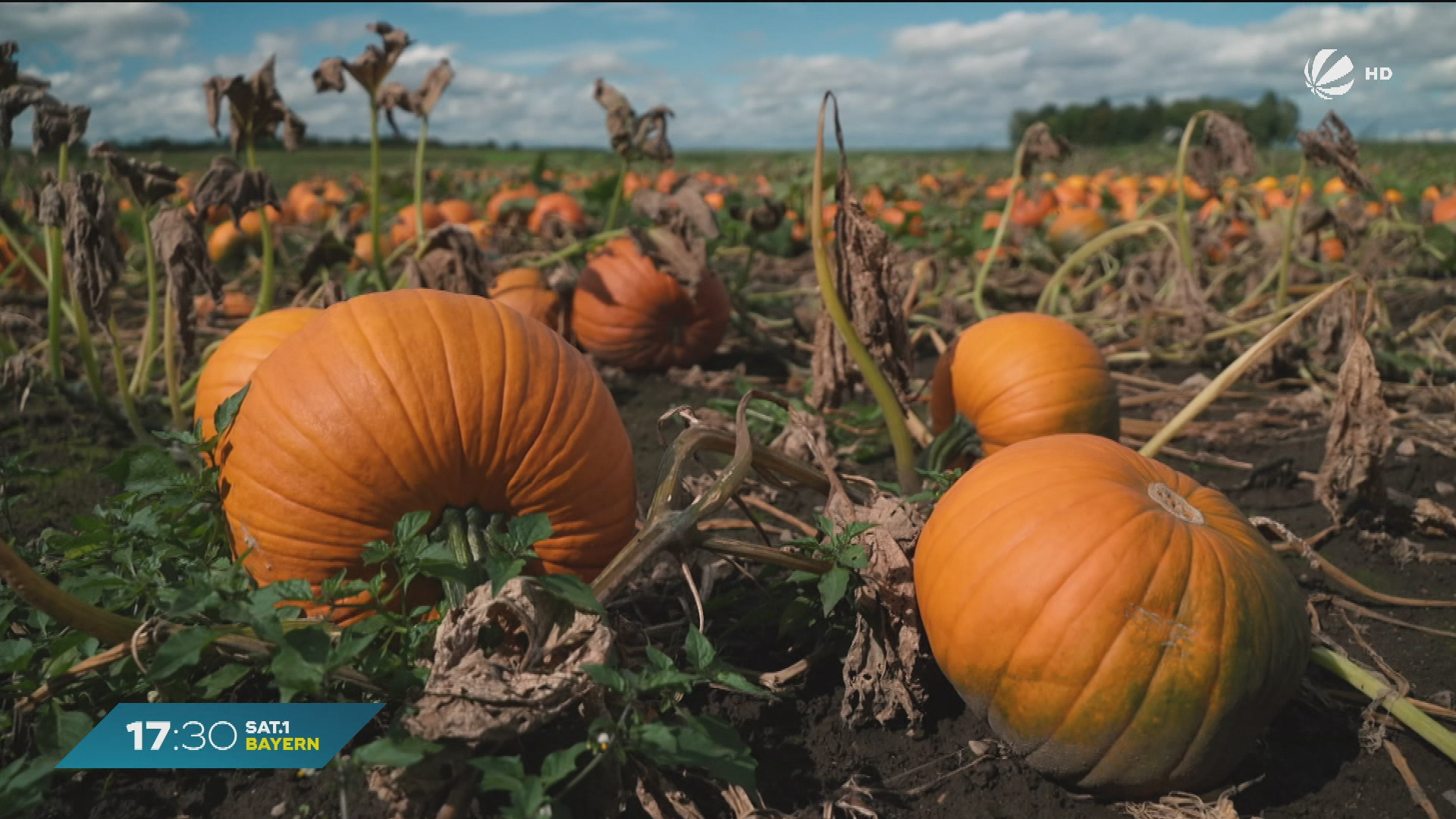 Video: Goldener Herbst in Bayern: Jetzt kommt der Kürbis ganz groß raus