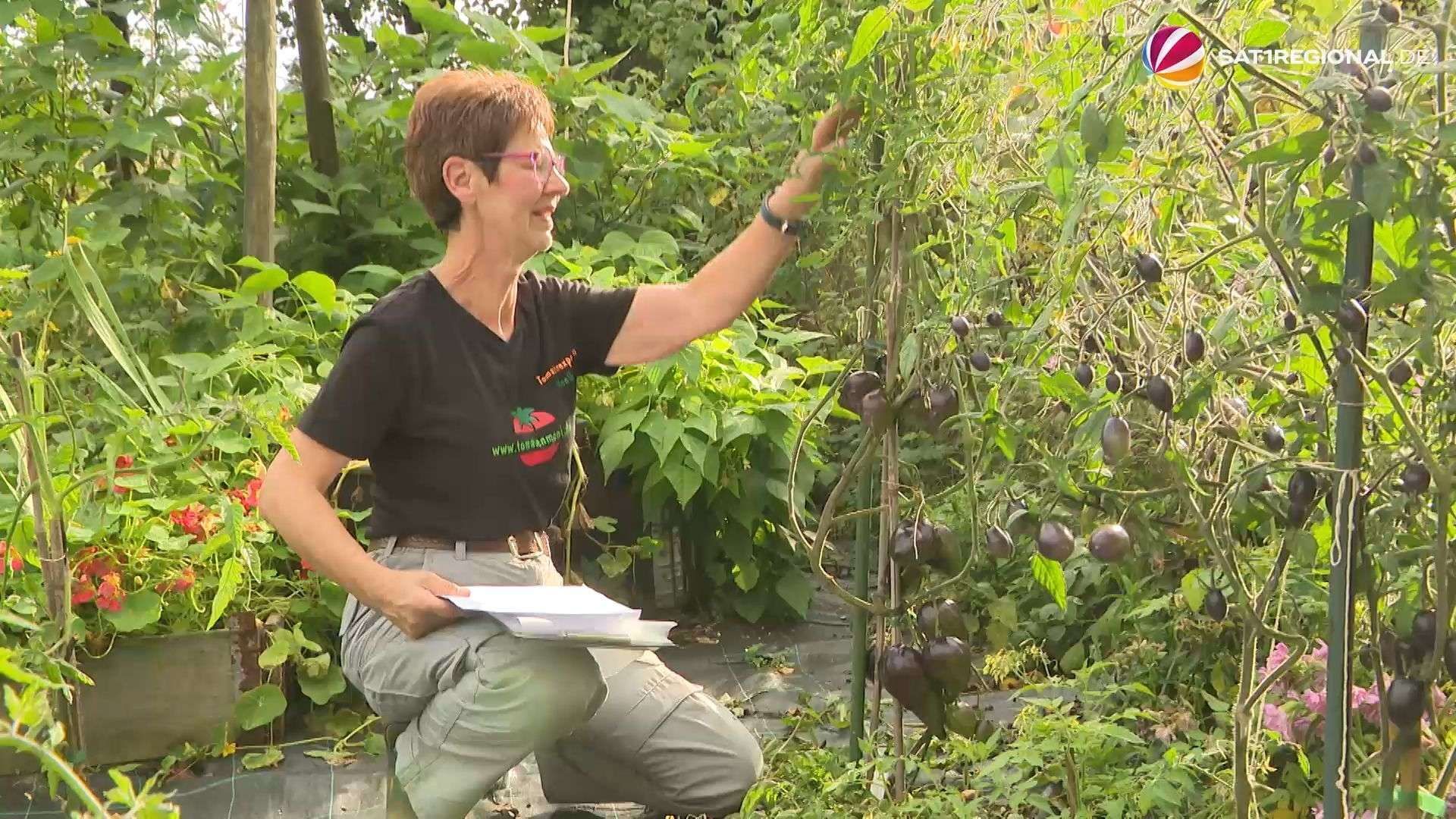Video: Tomatenzucht: Hobbygärtnerin aus Hohenwestedt hat 1.300 unterschiedliche Saatkörner-Sorten