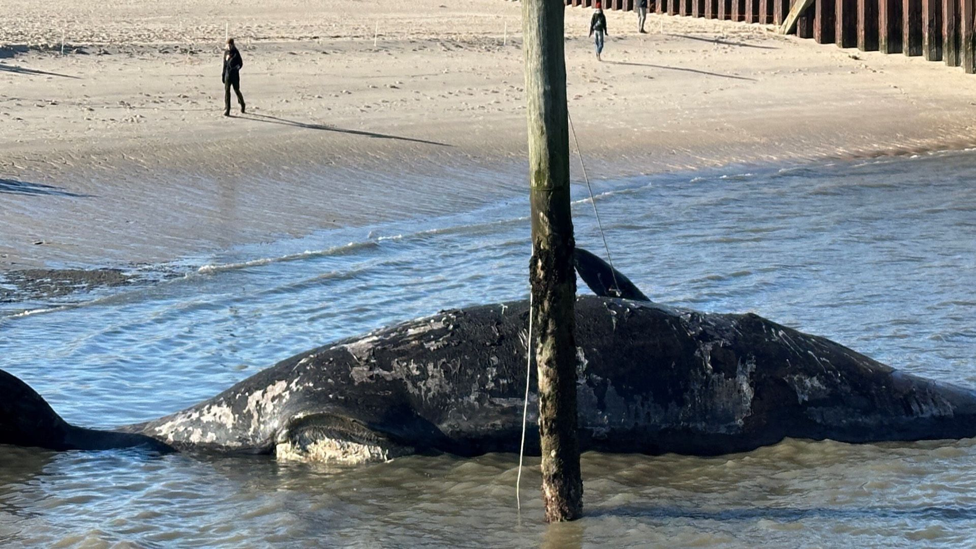 Pottwal könnte vor Sylt explodieren