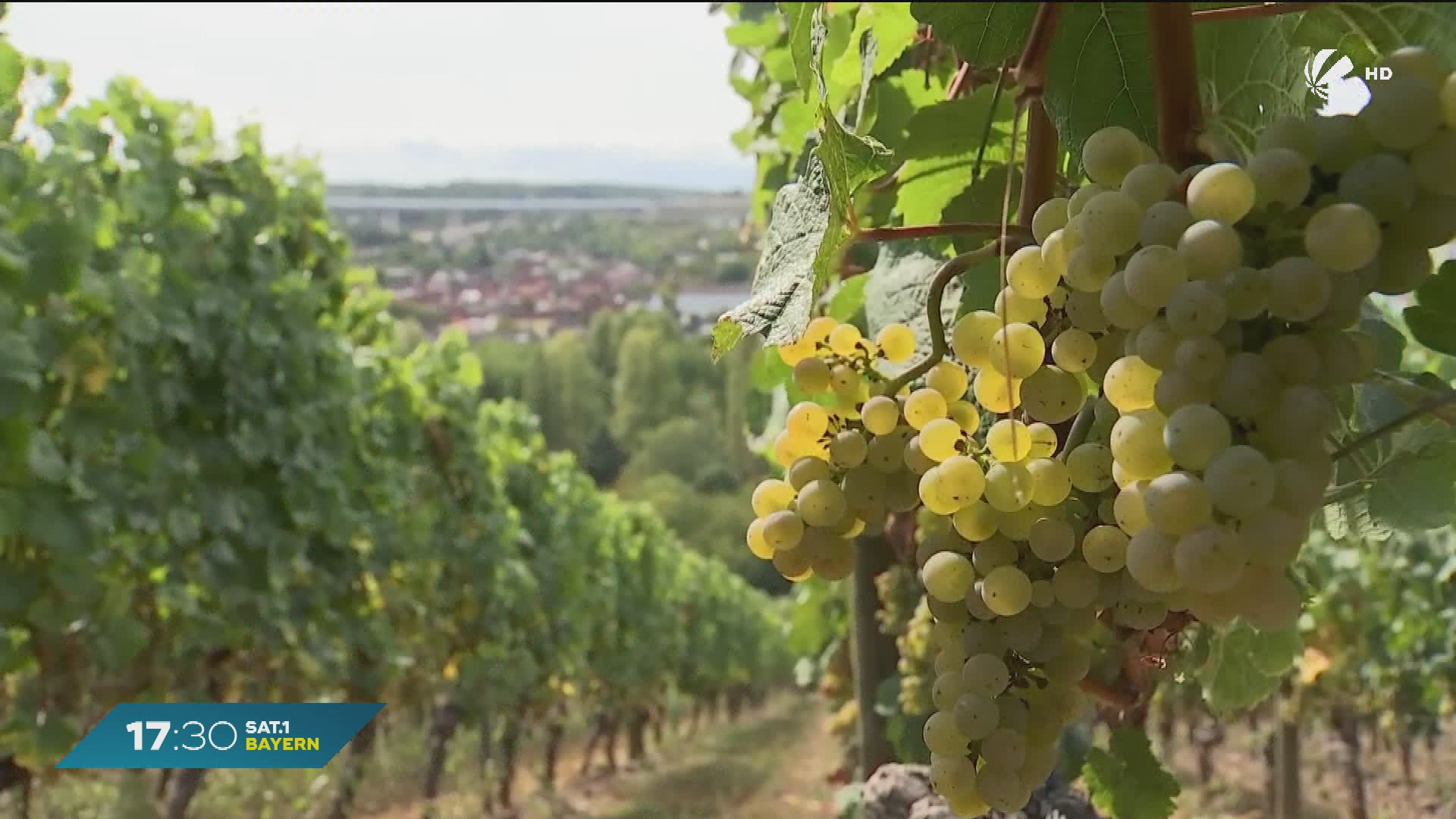 Video: Weinlese in Unterfranken: Gute Ernte trotz Wetterkapriolen