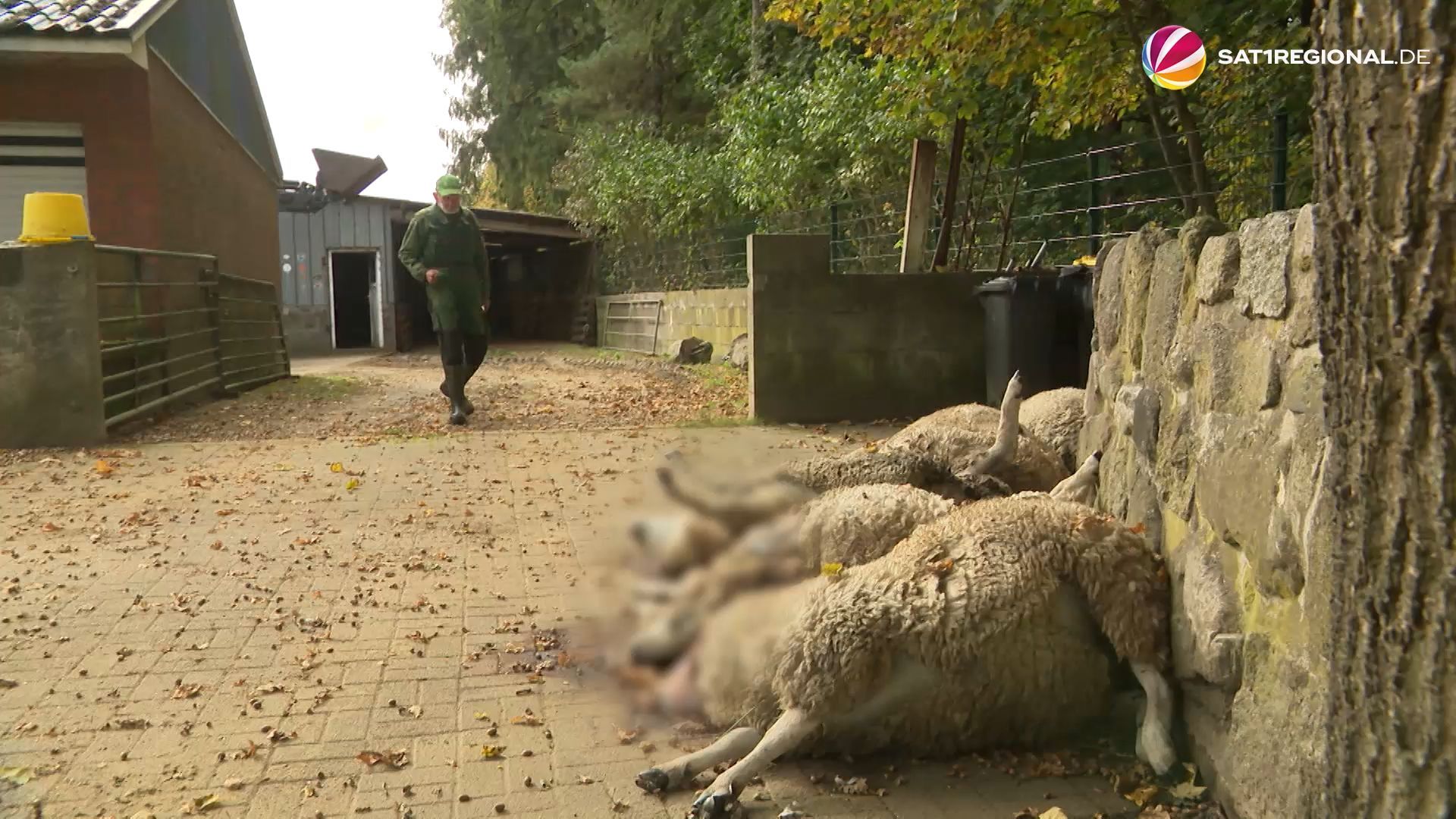 Video: Wolfsrisse in Stafstedt: Bauer denkt über Aufgabe der Schafzucht nach