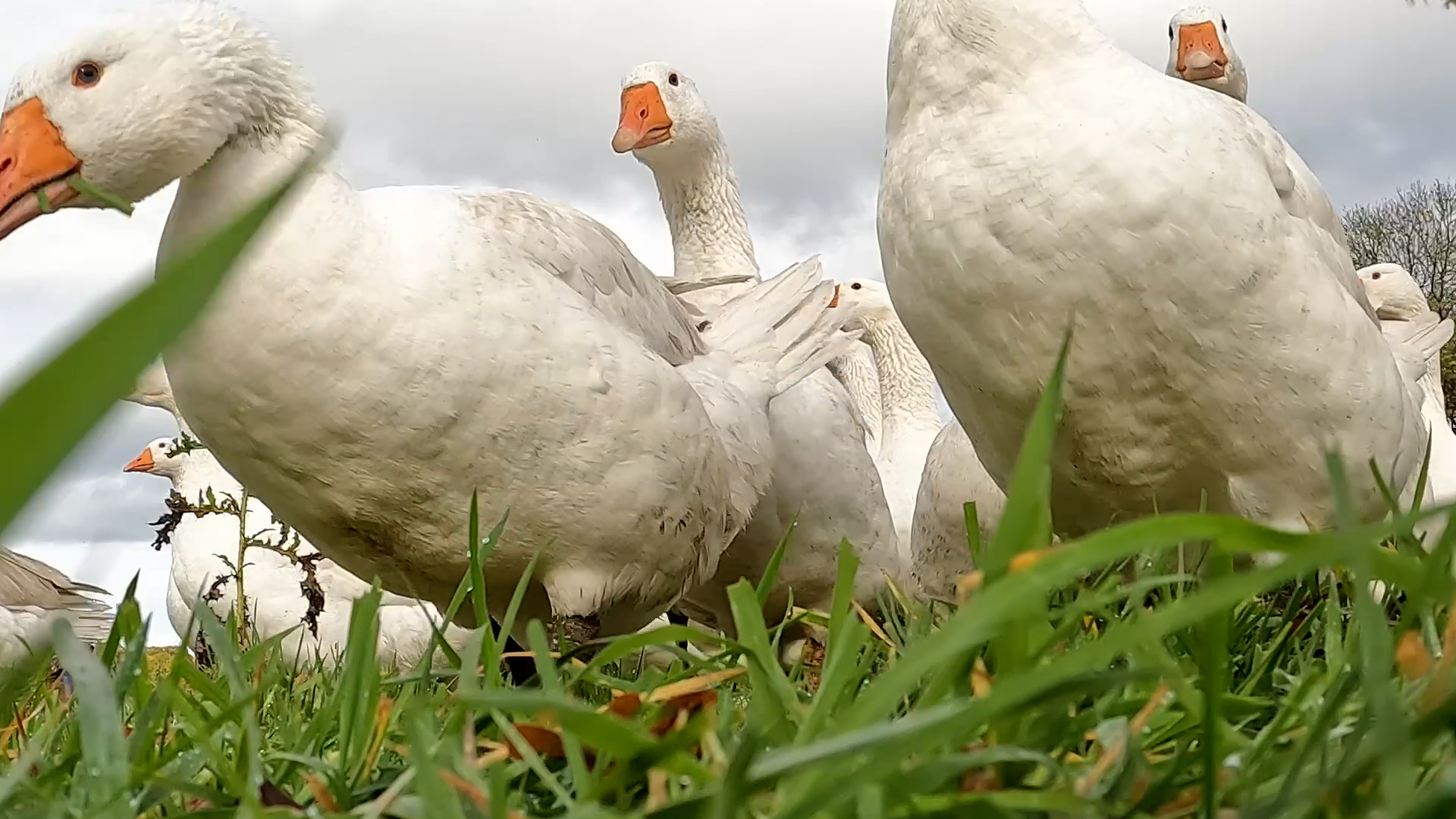 Video: Vogelgrippe bedroht Gänse in Warendorf