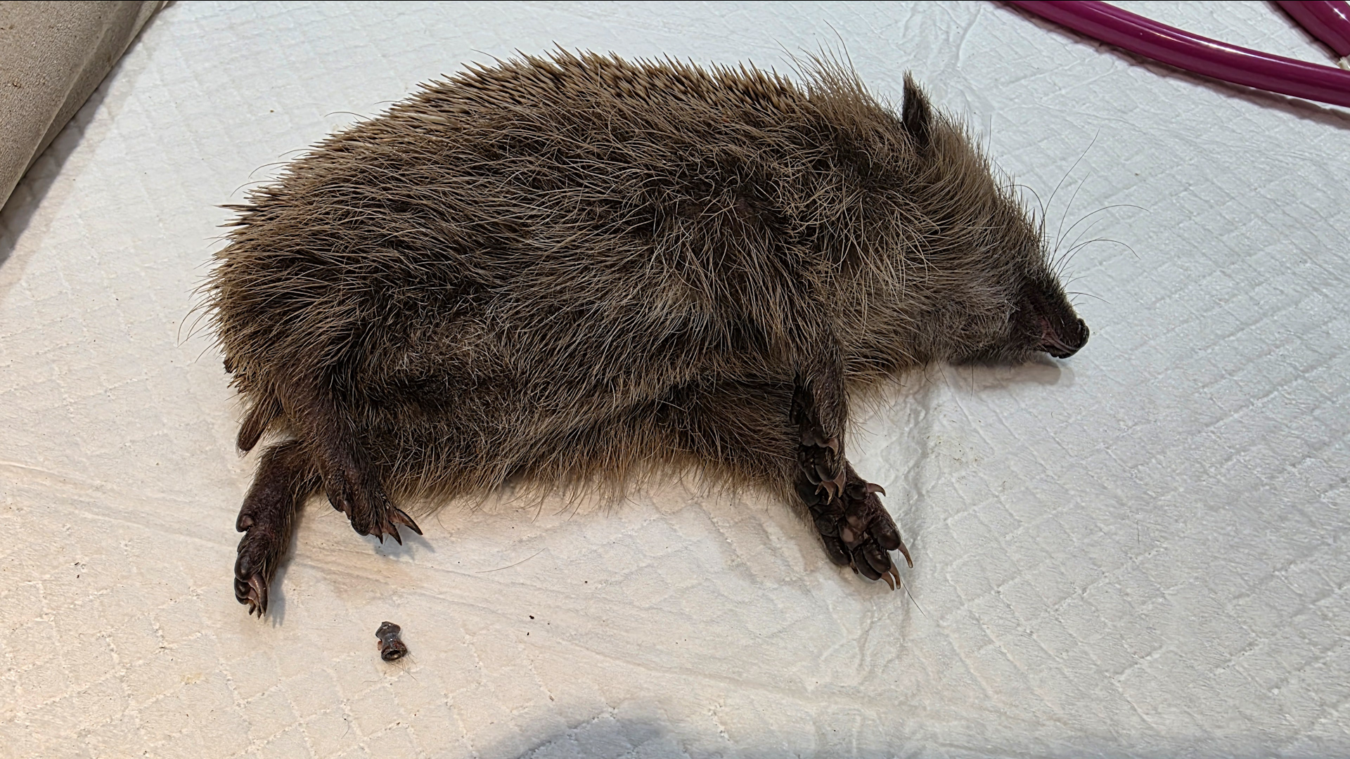 Video: Igel in Porta Westfalica angeschossen