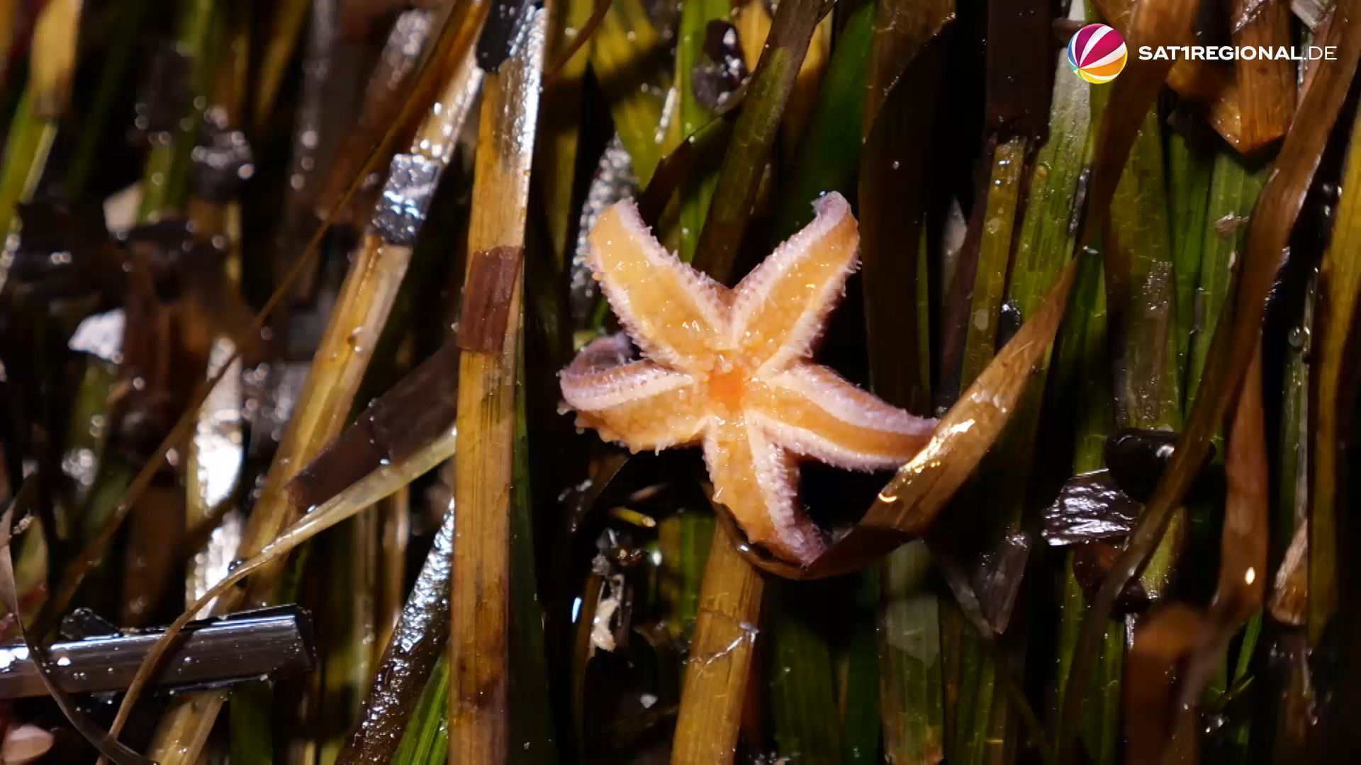 Video: Tausende Seesterne am Strand von Scharbeutz angespült