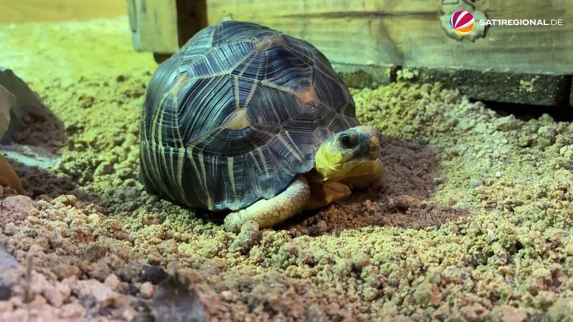 Video: Tierpark Hagenbeck: Sechs Strahlenschildkröten ziehen in ihr neues Zuhause