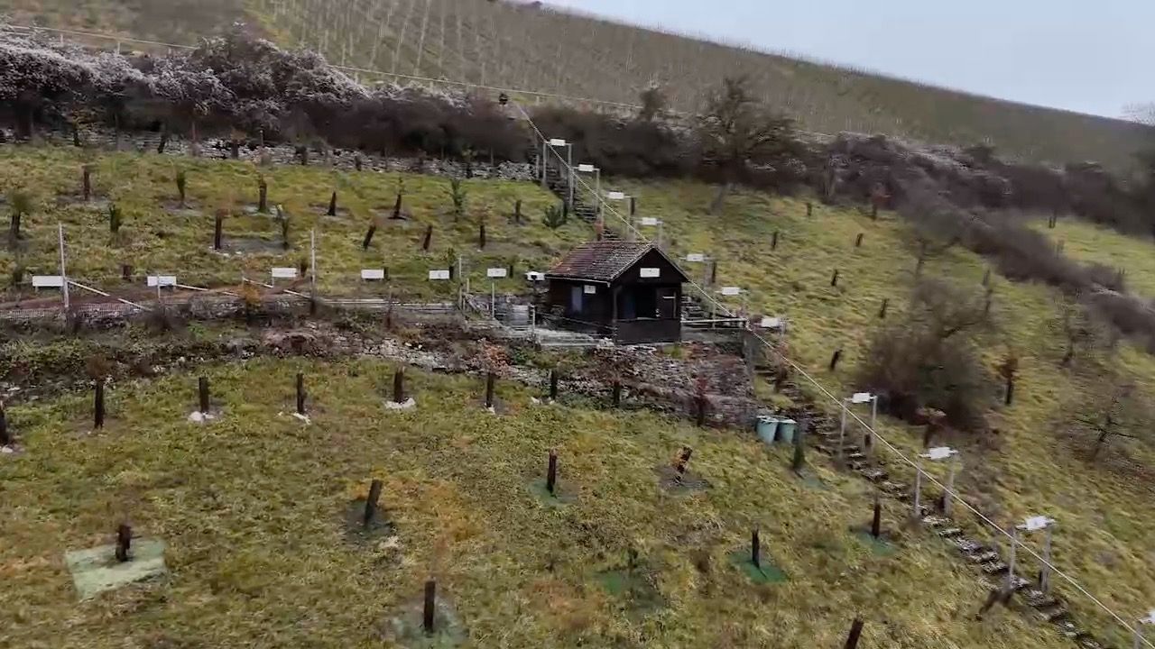 Nei-g-schaut-zu-Gast-in-Franken-Auf-Tr-ffelsuche-im-Taubertal