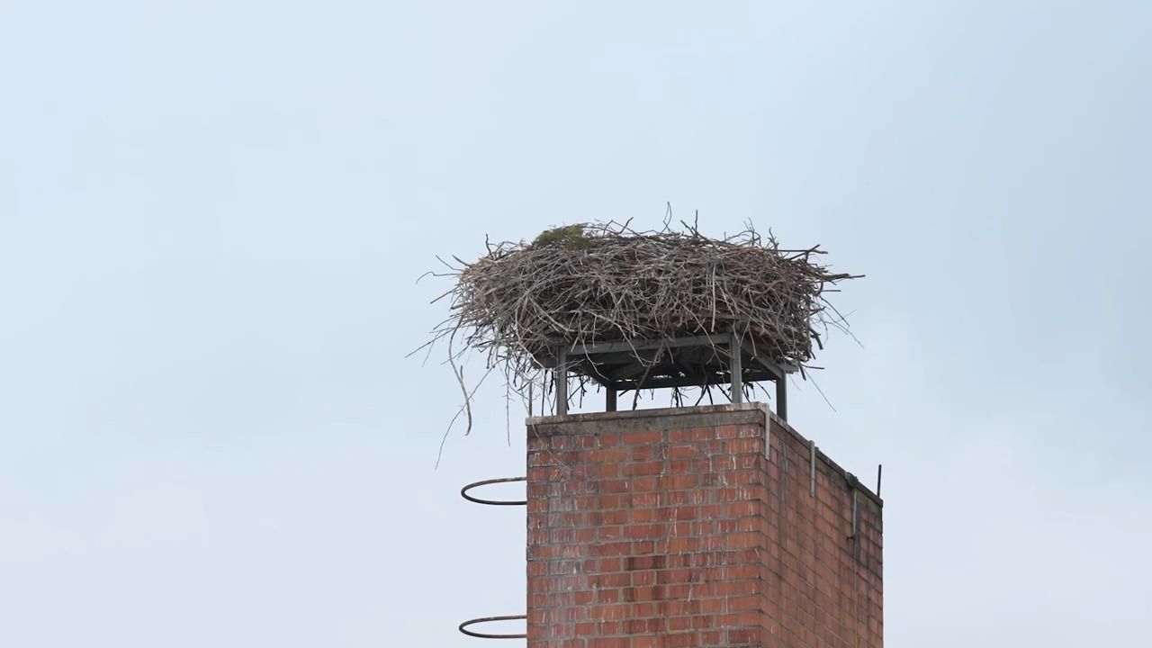 Video: Nestlos in Niederbayern: Fremdes Paar übernimmt Storchennest