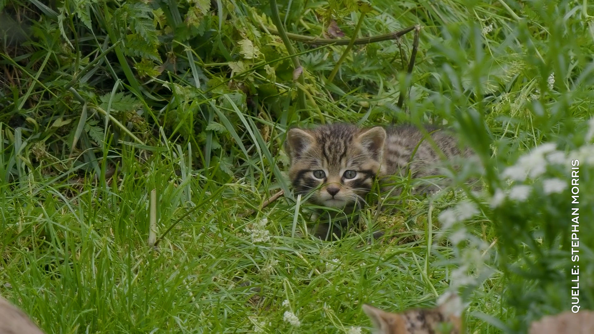 Video: Wildkatzen breiten sich in NRW aus