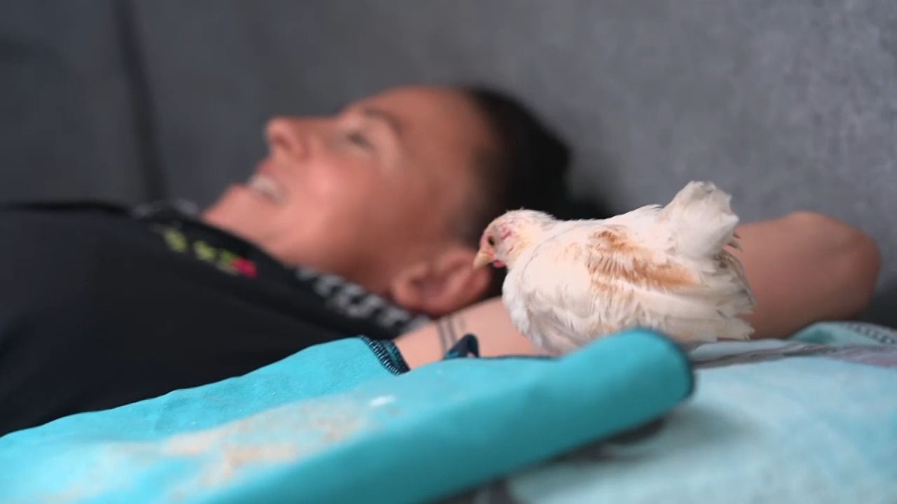Video: Küken mit Menschen-Mama: “Titti” schlüpfte an Jennys Brust