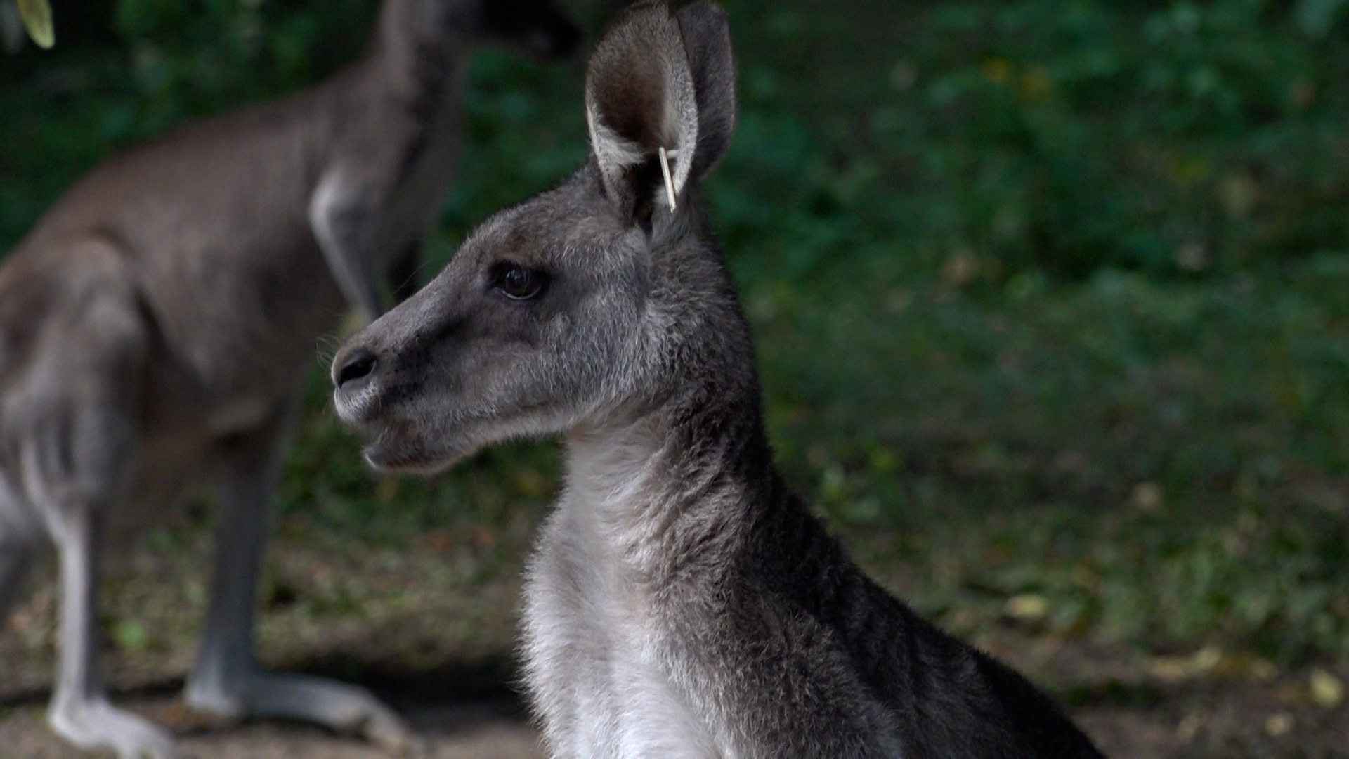 Video: Känguru-Outback im Krefelder Zoo eröffnet