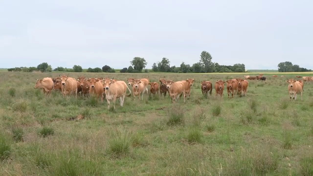 Video: Moore im Klimaschutz: Kommt Bayern schnell genug voran?