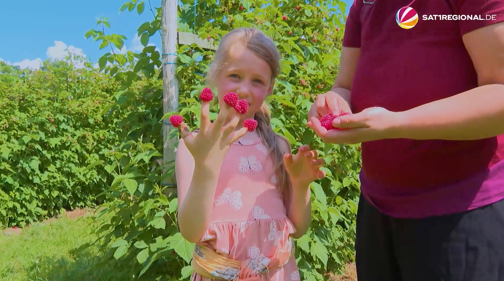 Video: Gute Beeren- und Kirschernte in Schleswig-Holstein sorgt für Andrang