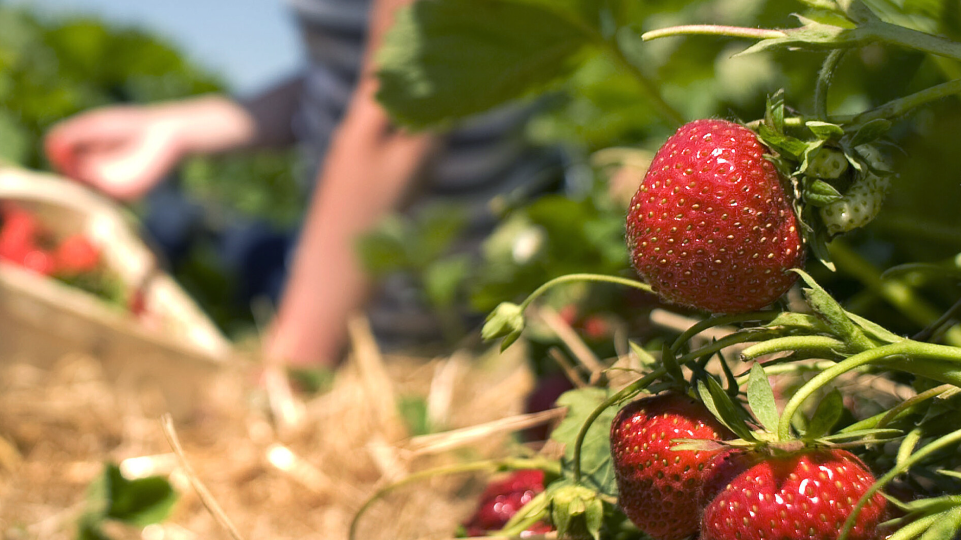 Video: Preise für Erdbeeren gestiegen