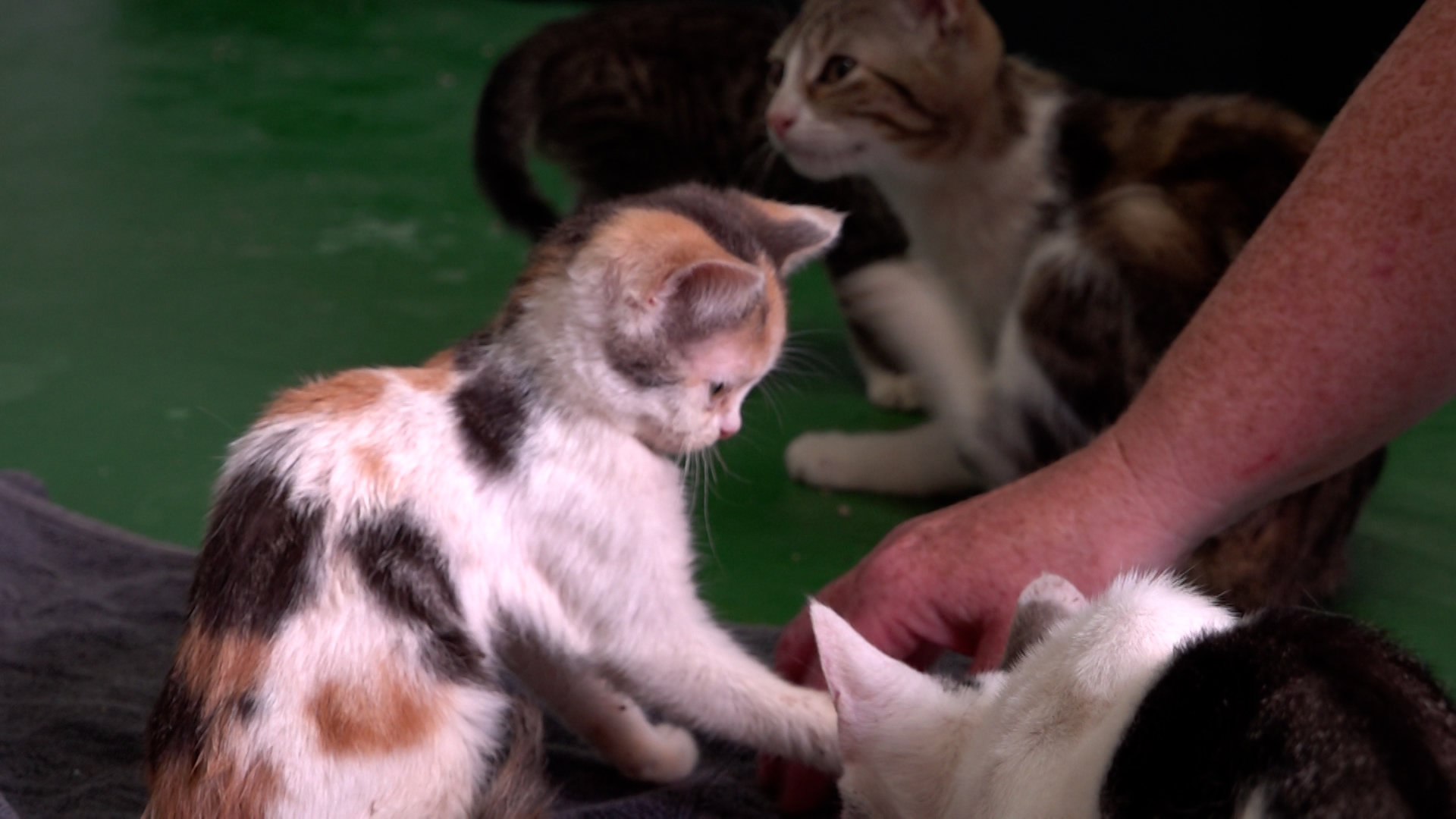 Video: 41 Katzen in Kartons hilflos ausgesetzt
