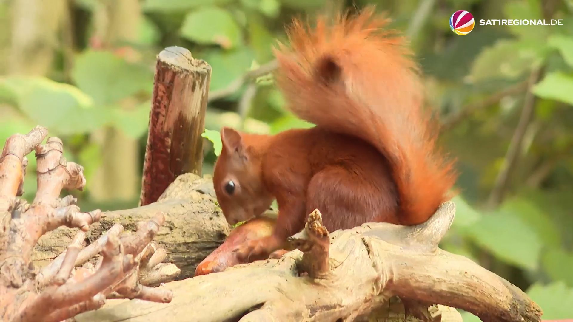 Video: Tödliche Hitze: Immer mehr Eichhörnchen sterben wegen hoher Temperaturen