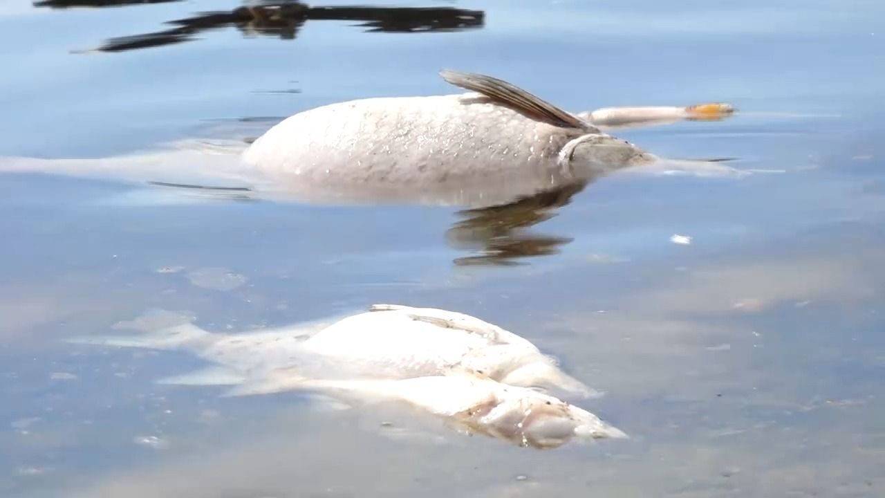 Video: Fischsterben in Kulmbach: Feuerwehr pumpt Sauerstoff in den Mainaue-See