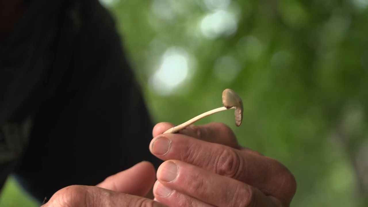 Video: Pilzflaute in Bayern: Hitze und Trockenheit setzen Schwammerln zu
