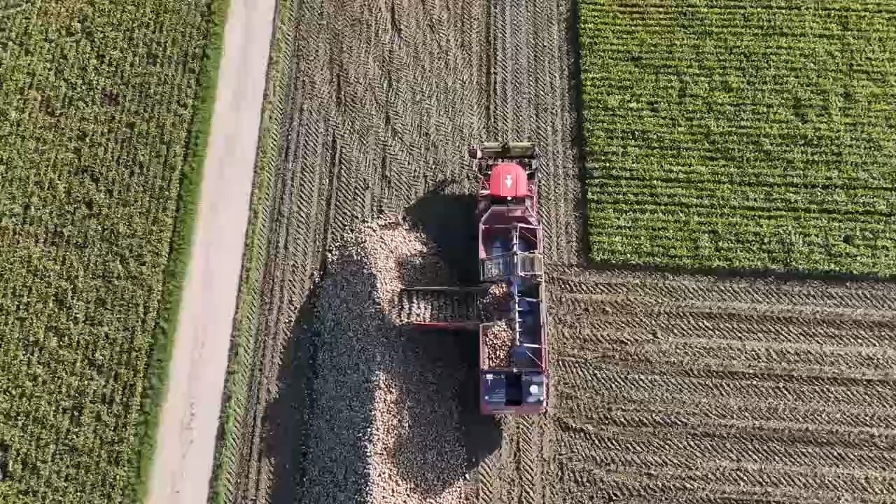 Video: Historisch schlechte Ernte? Zuckerrüben leiden unter Trockenheit